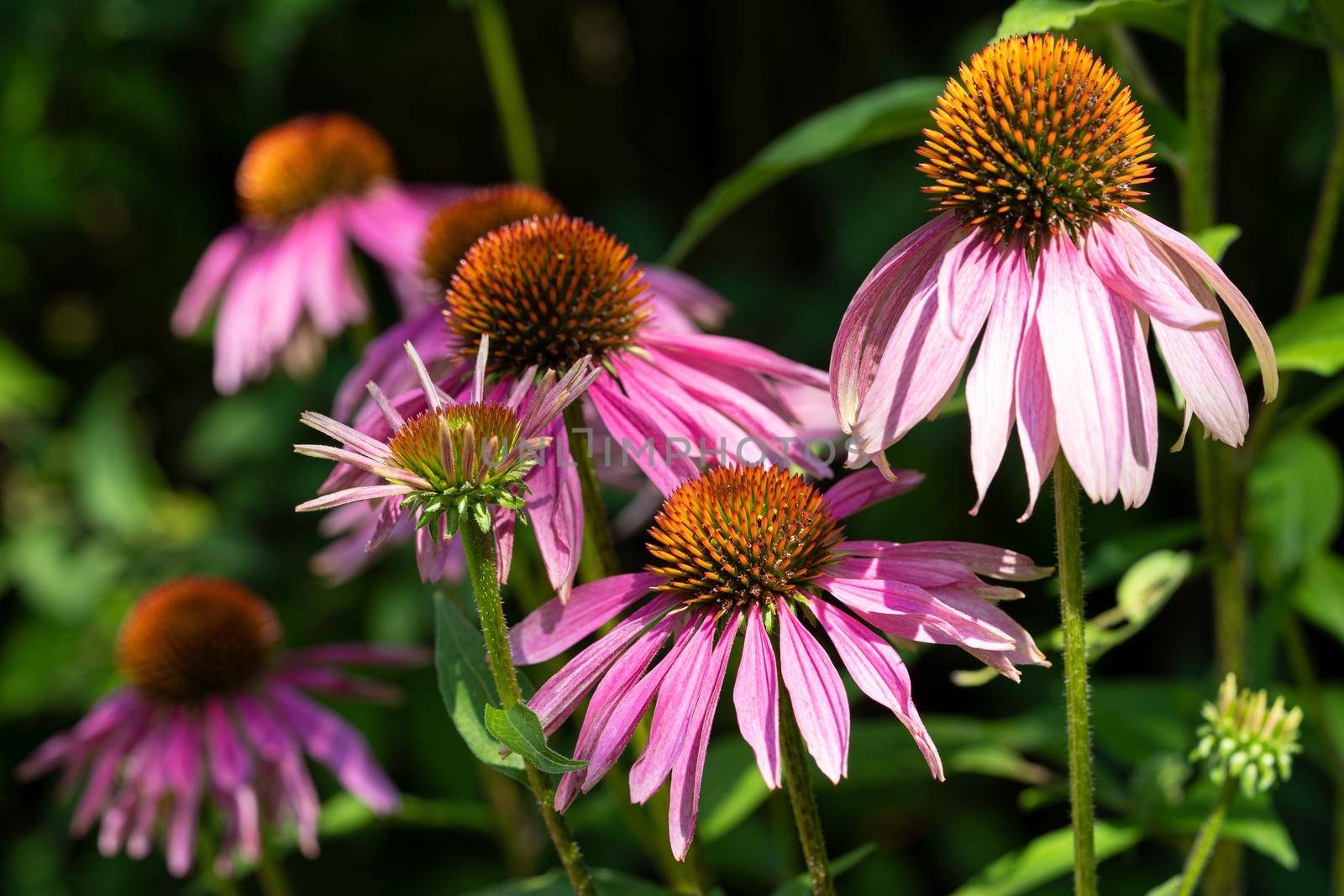 Coneflower (Echinacea purpurea), flowers of summer