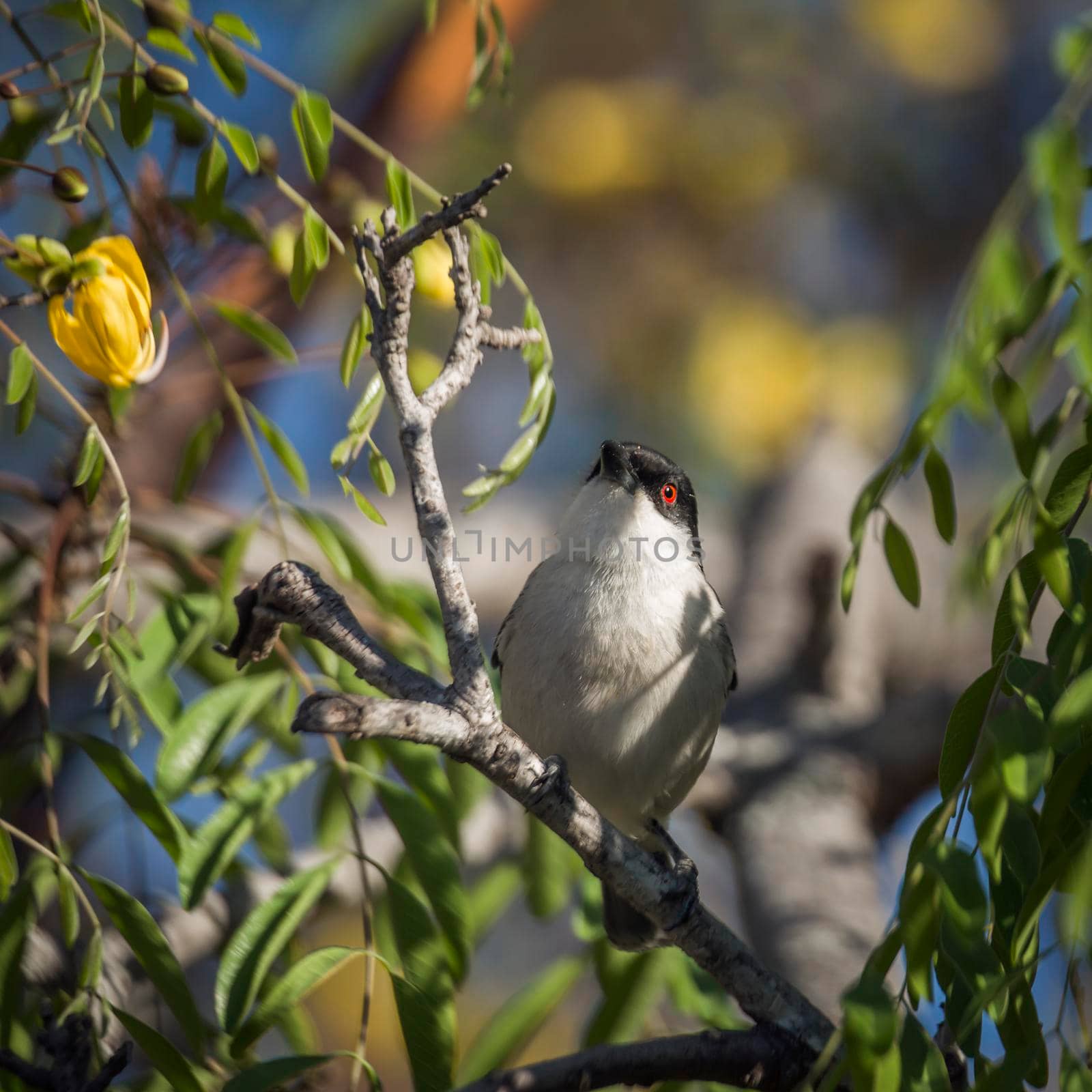 Black backed Puffback in Kruger National park, South Africa by PACOCOMO