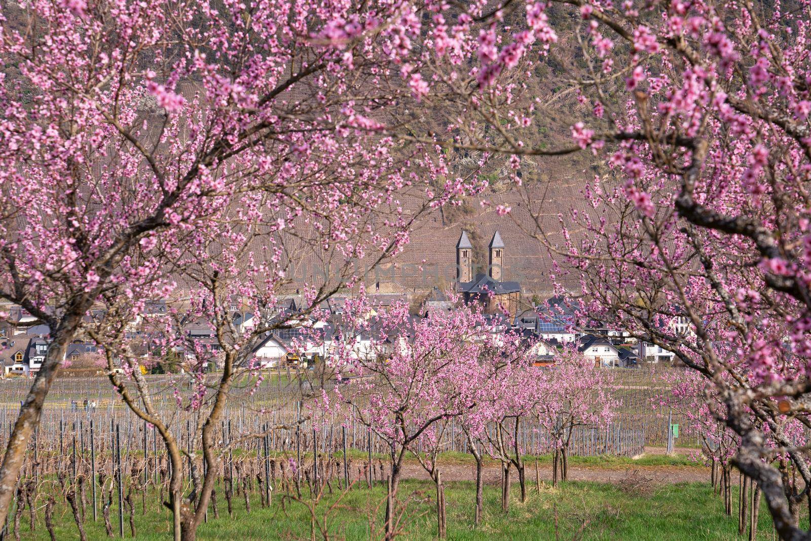 Blossom of vinyard peach tree, springtime in Moselle region, Ernst, Germany
