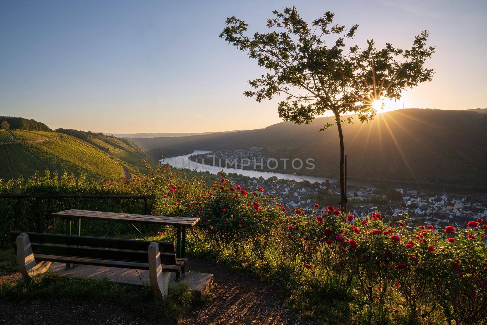 Panoramic view from a viewpoint over Winningen against sunrise, Moselle, Germany