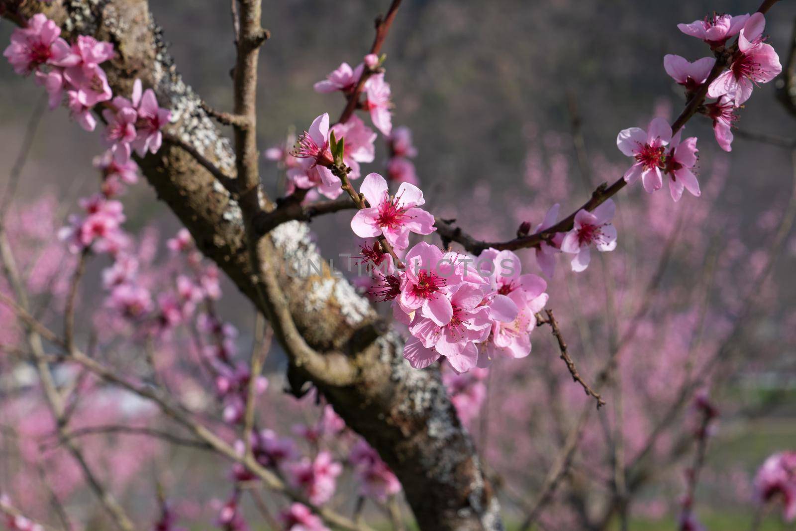 Blossom of vinyard peach tree, springtime in Moselle region, Germany