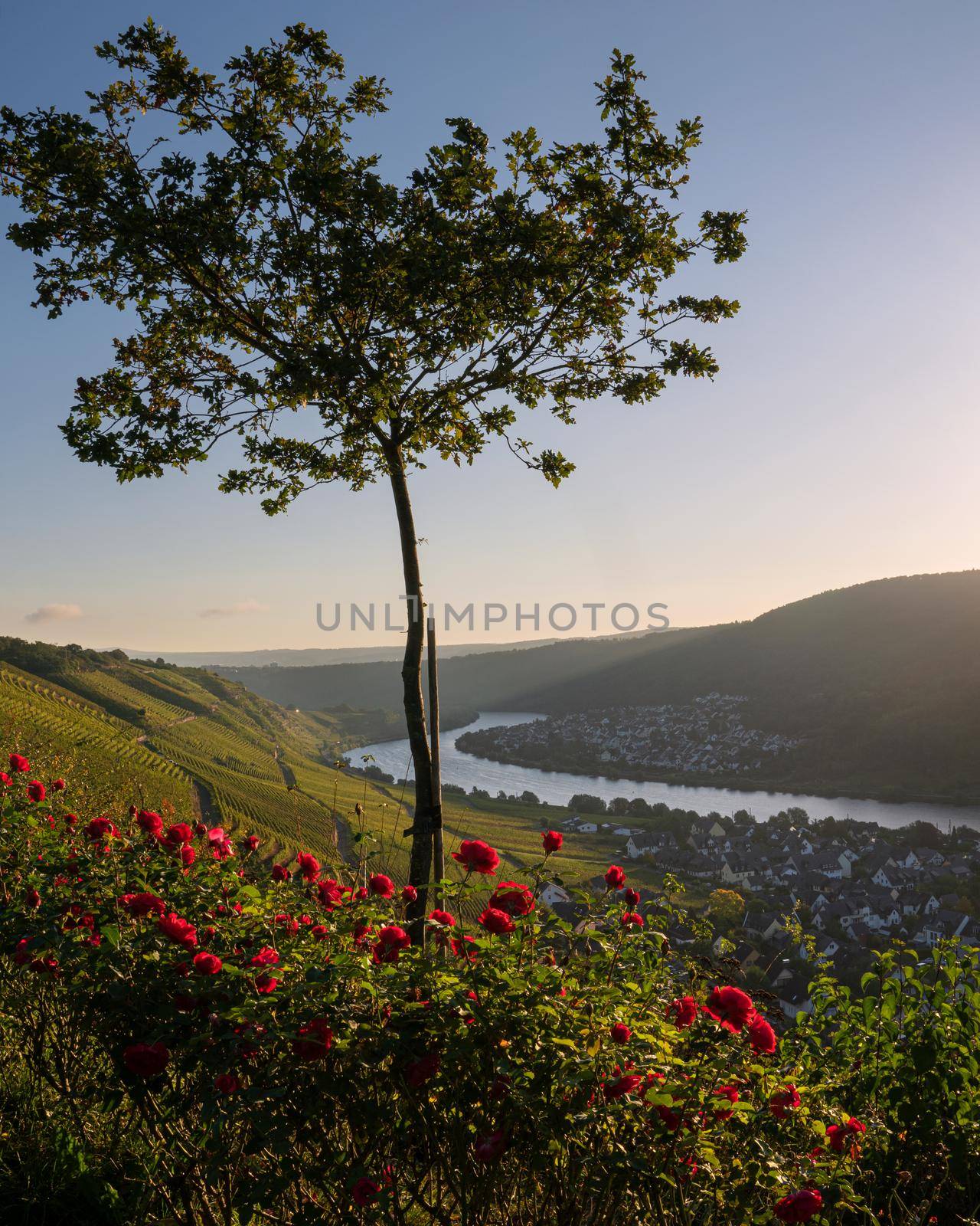 Panoramic view from a viewpoint over Winningen against sunrise, Moselle, Germany