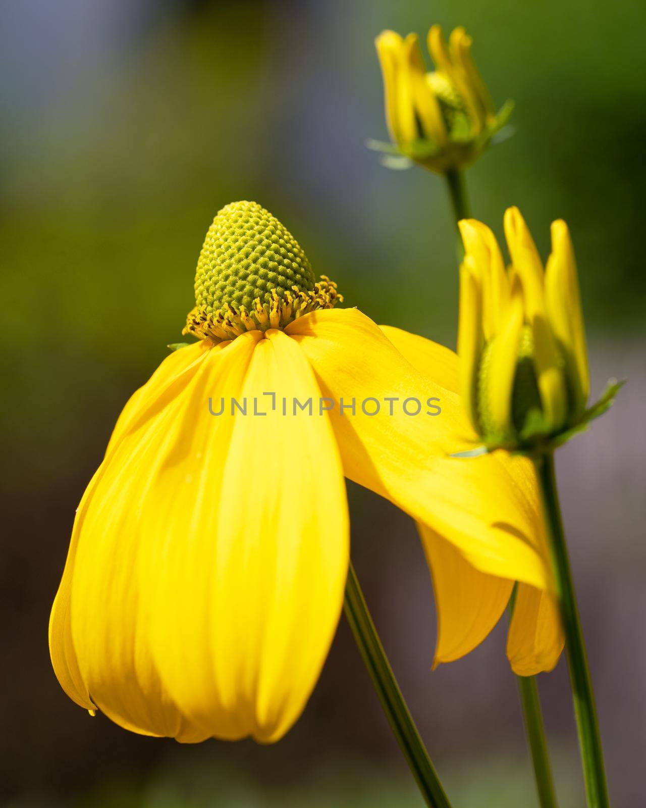 Shiny Coneflower (Rudbeckia nitida), flowers of summer