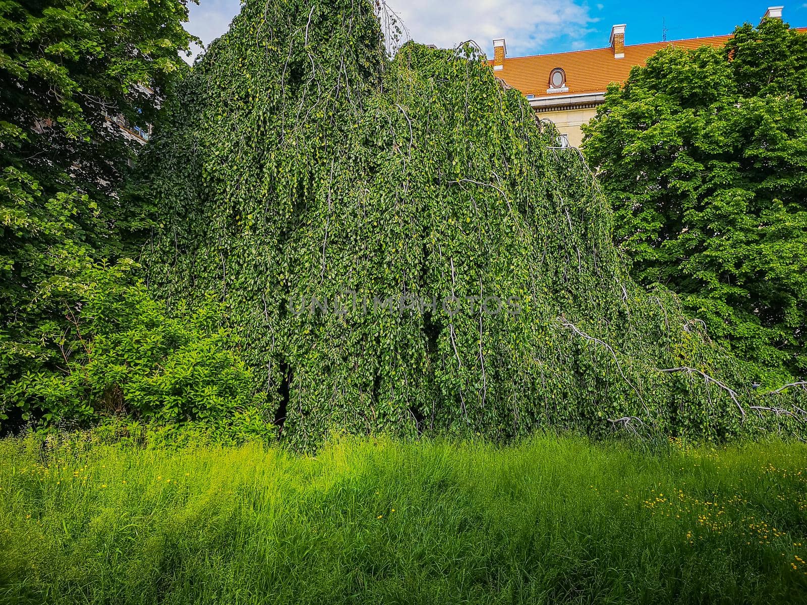 Huge willow full of long green branches and leaves