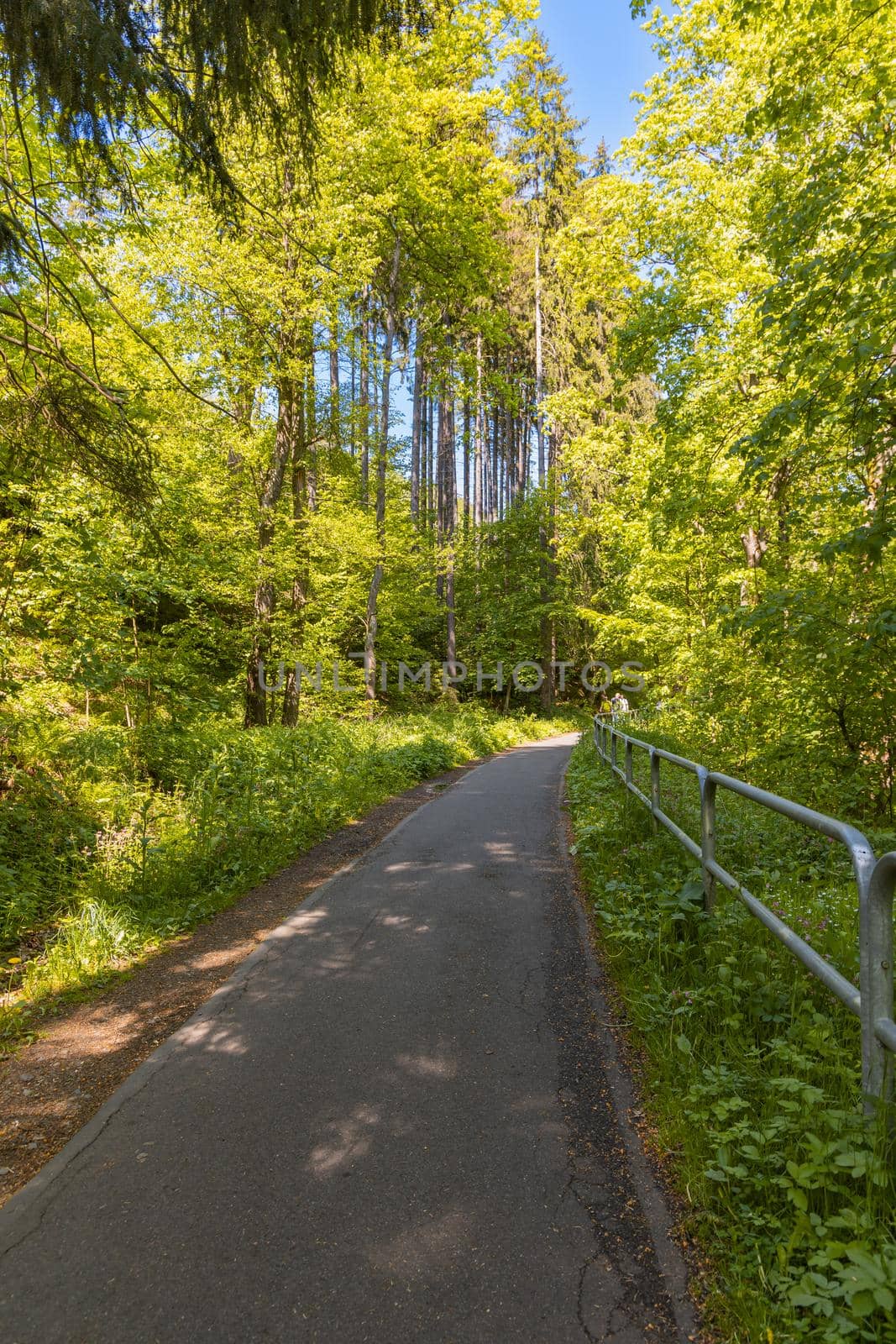 Long path in forest with metal railings around over precipice in front of high thin trees