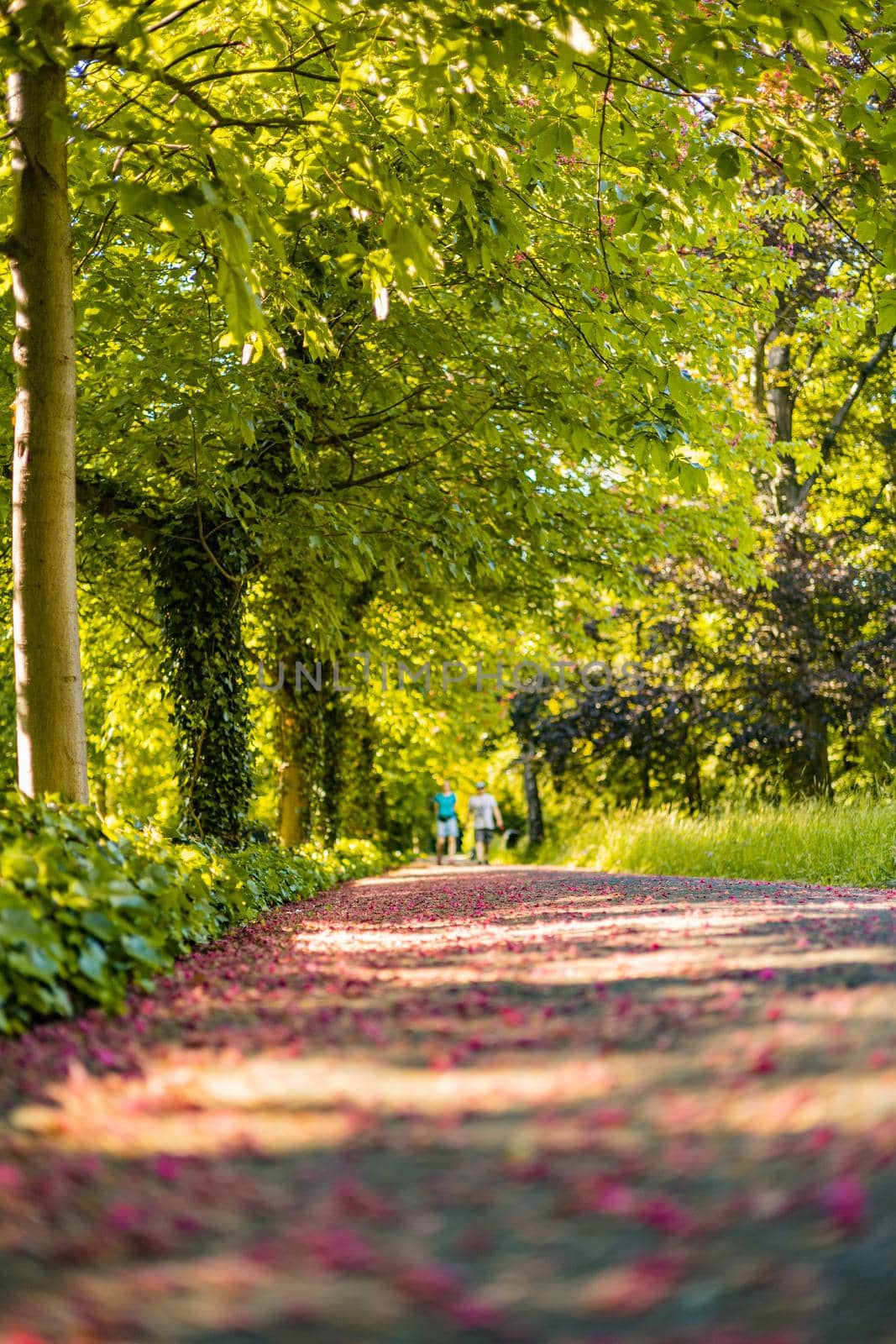 Long path in park full of purple fallen tiny leaves from high trees