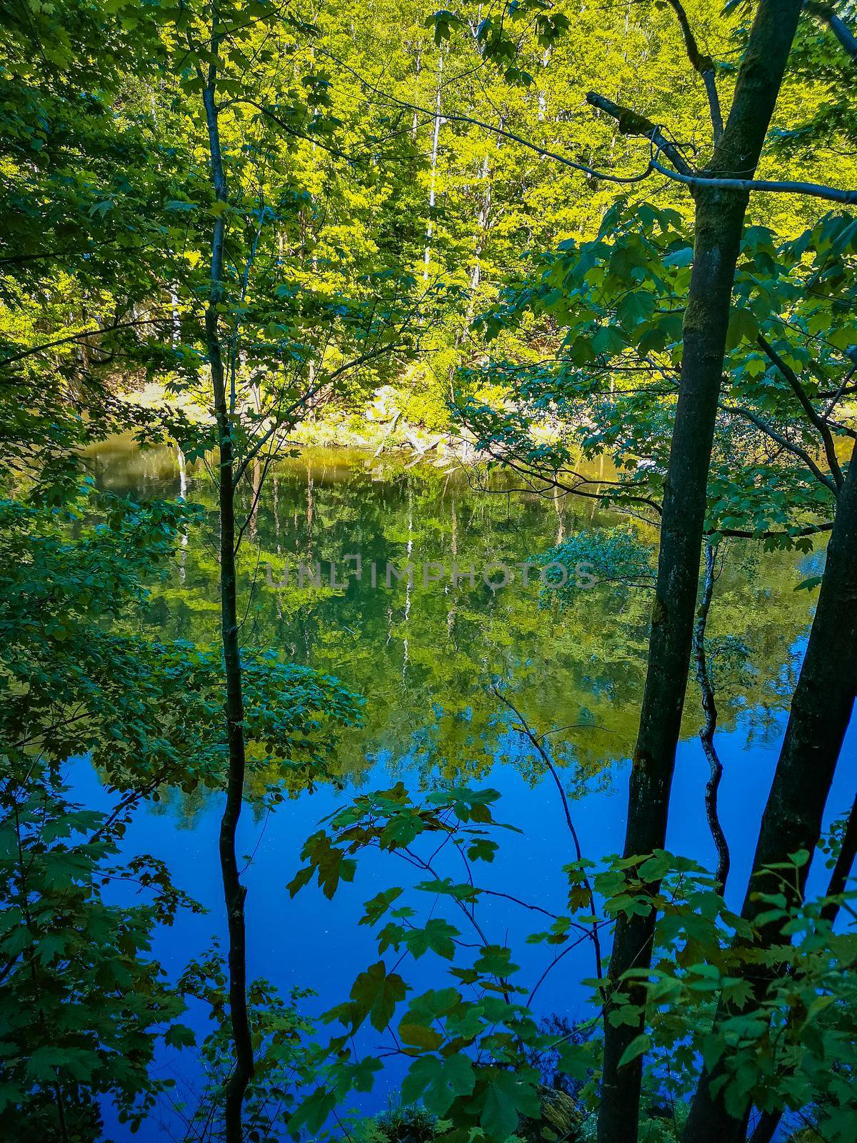 Reflection in water of high trees and bushes on other side of river by Wierzchu