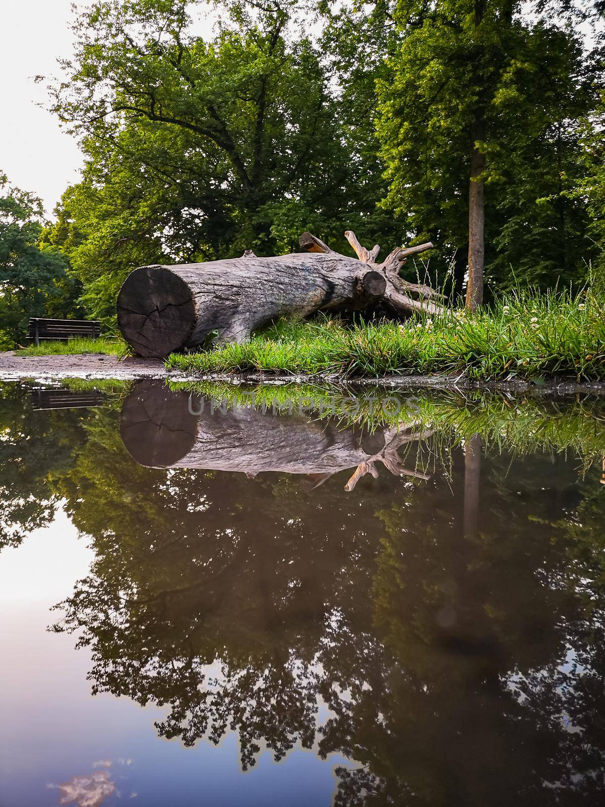 Reflection in puddle of old fallen trunk of tree by Wierzchu