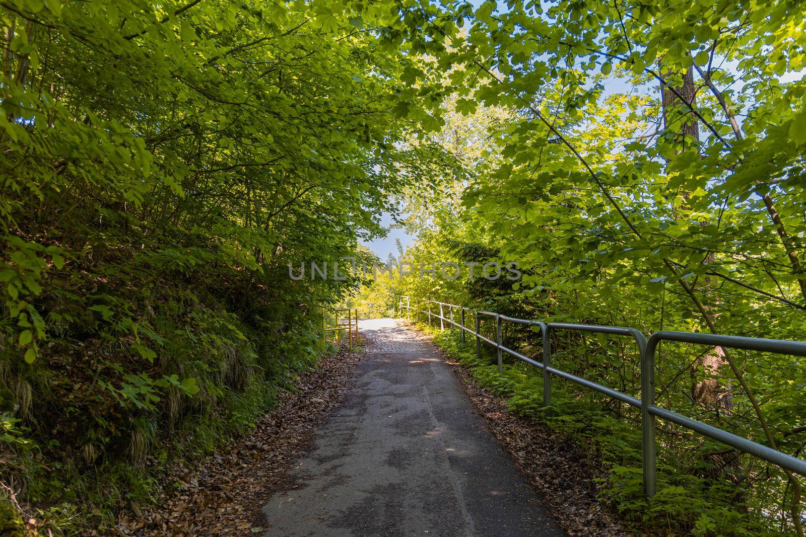 Long path in forest with metal railings around over precipice