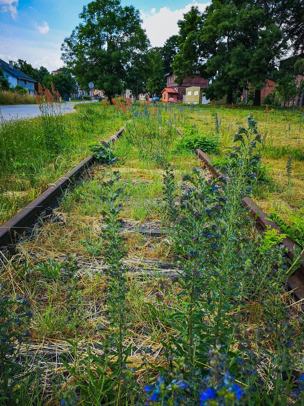 Small colorful bushes over old train rails by Wierzchu