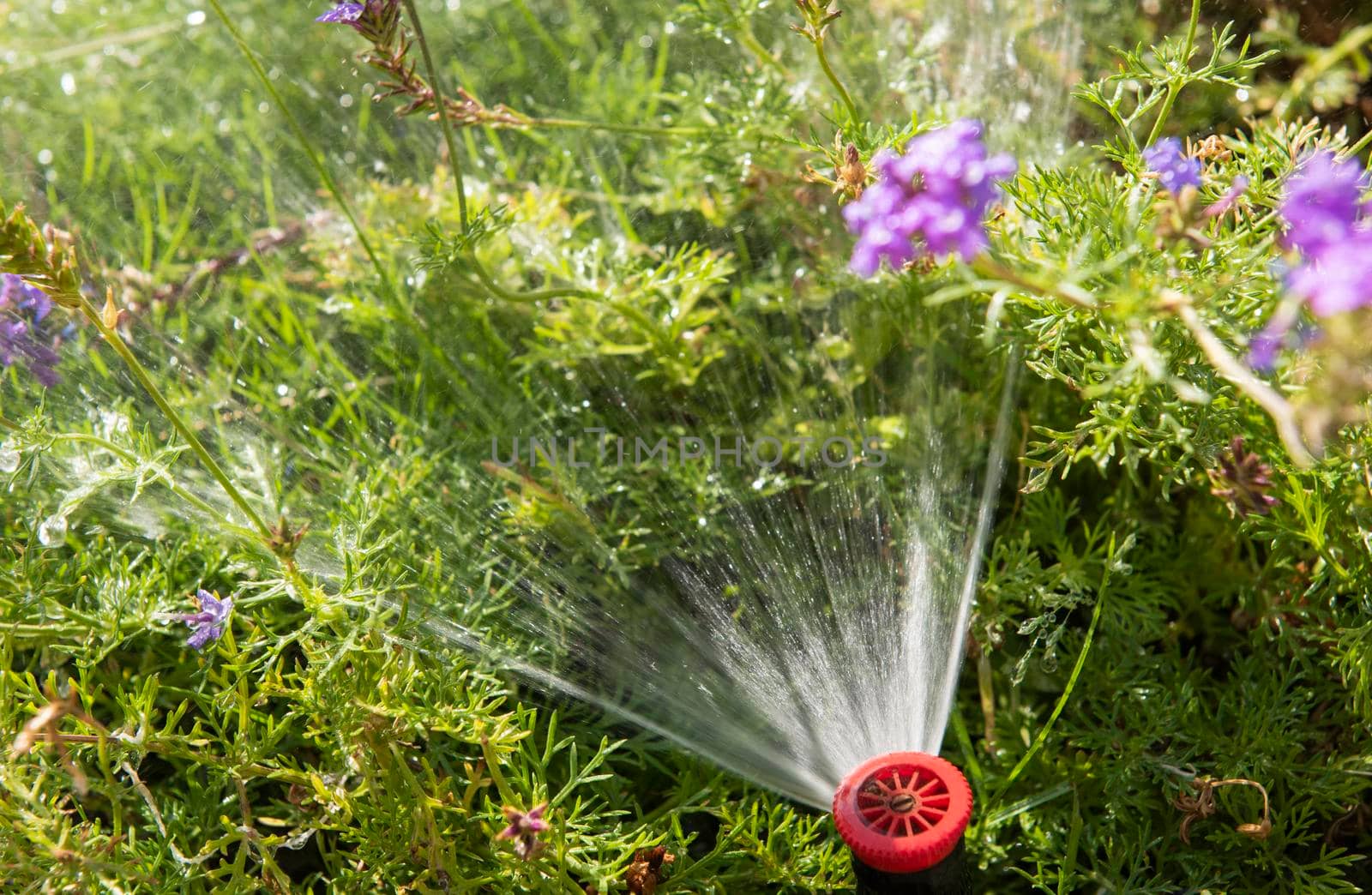 Closeup of garden sprinkler with water spray by paulvinten