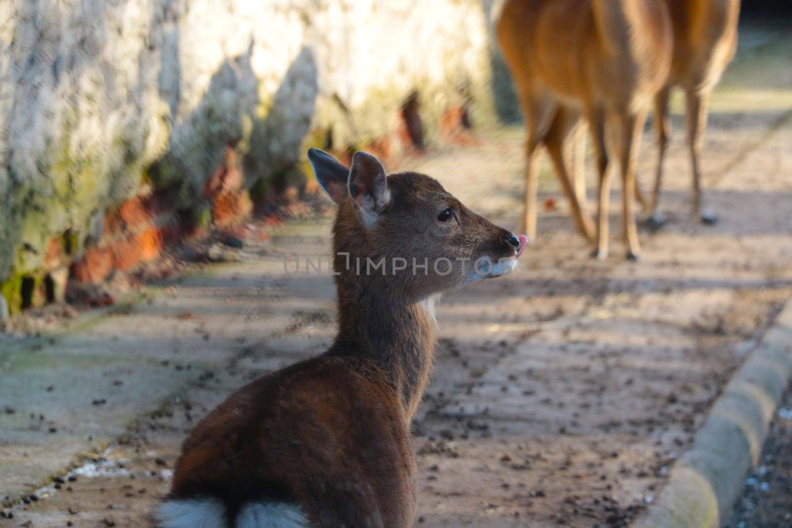 View of a small funny deer in the park. by kip02kas