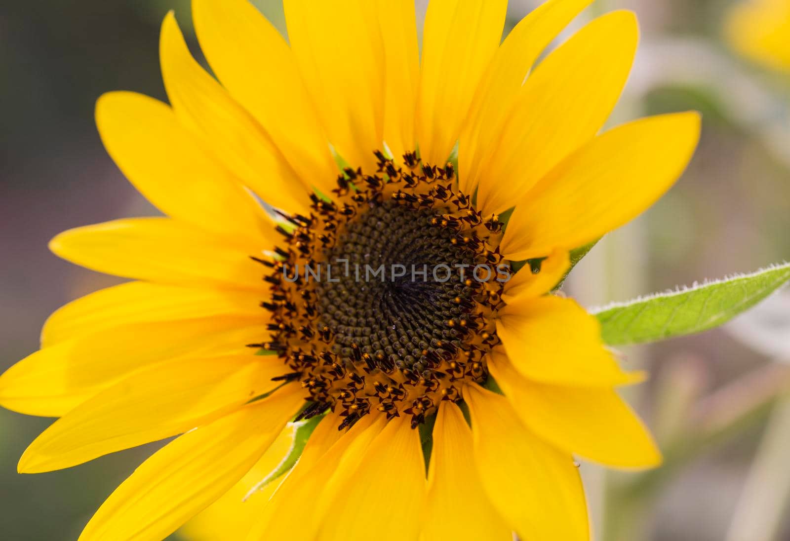 Closeup of a sunflower yellow flower head by paulvinten