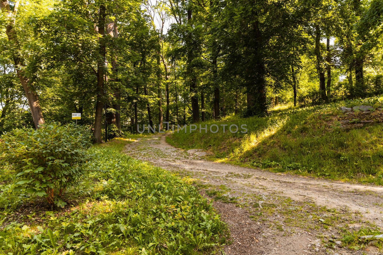 Long path with high old trees and bushes around in park by Wierzchu