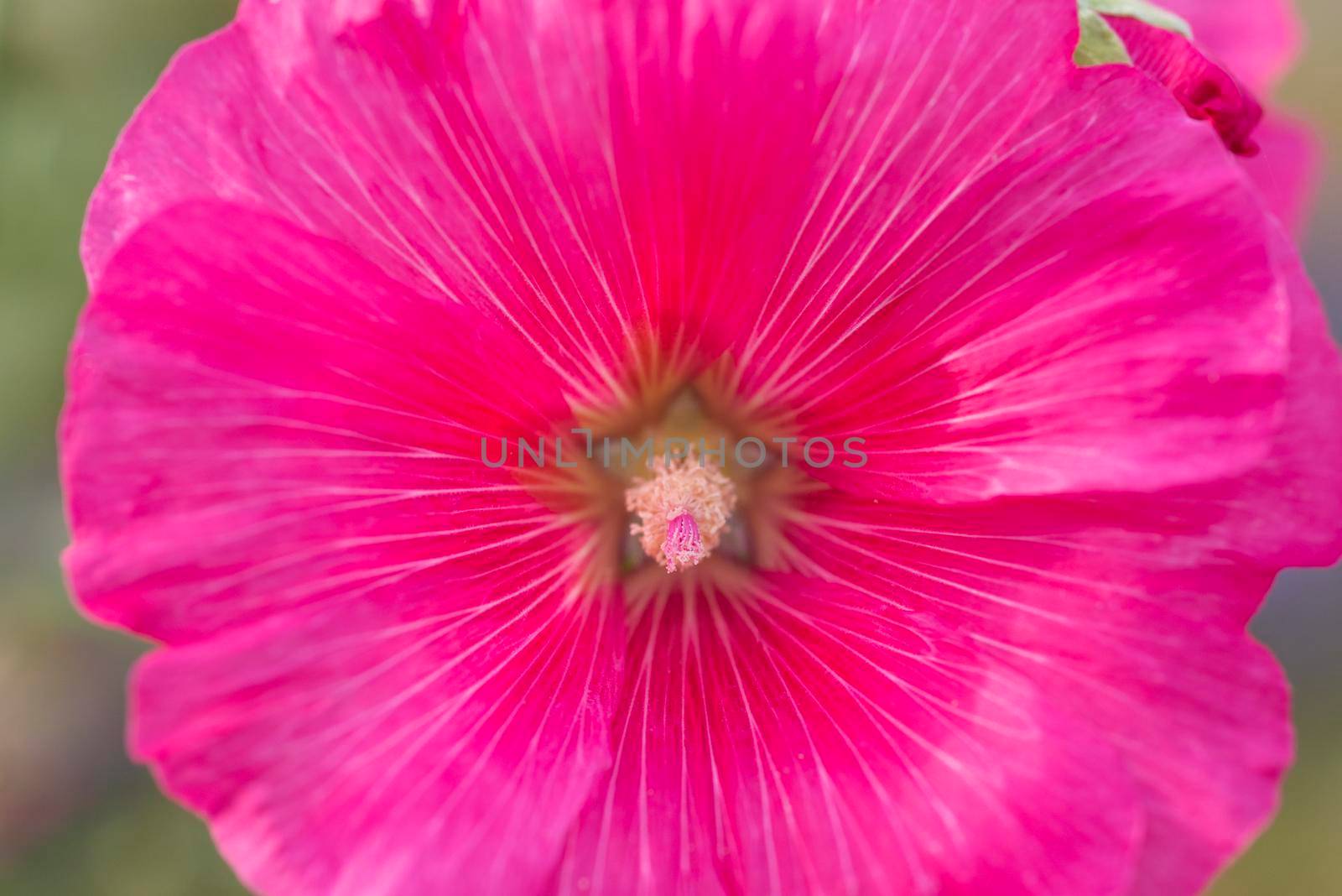Closeup of a hollyhocks purple flower by paulvinten