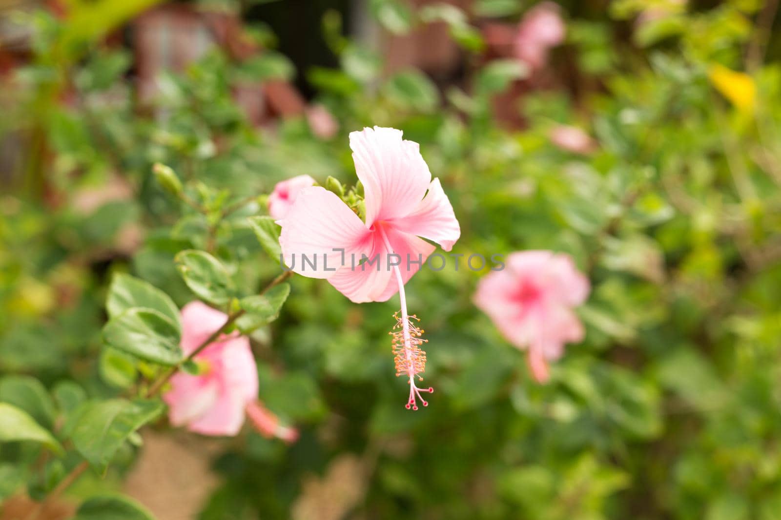 Pink macro hibiscus flower on blur green leaves background