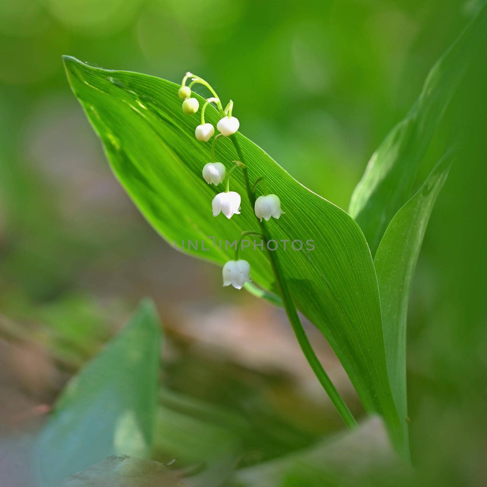 Spring green background with nature in the forest. Beautiful small white plant - flower - Lily of the valley. (Convallaria majalis) by Montypeter