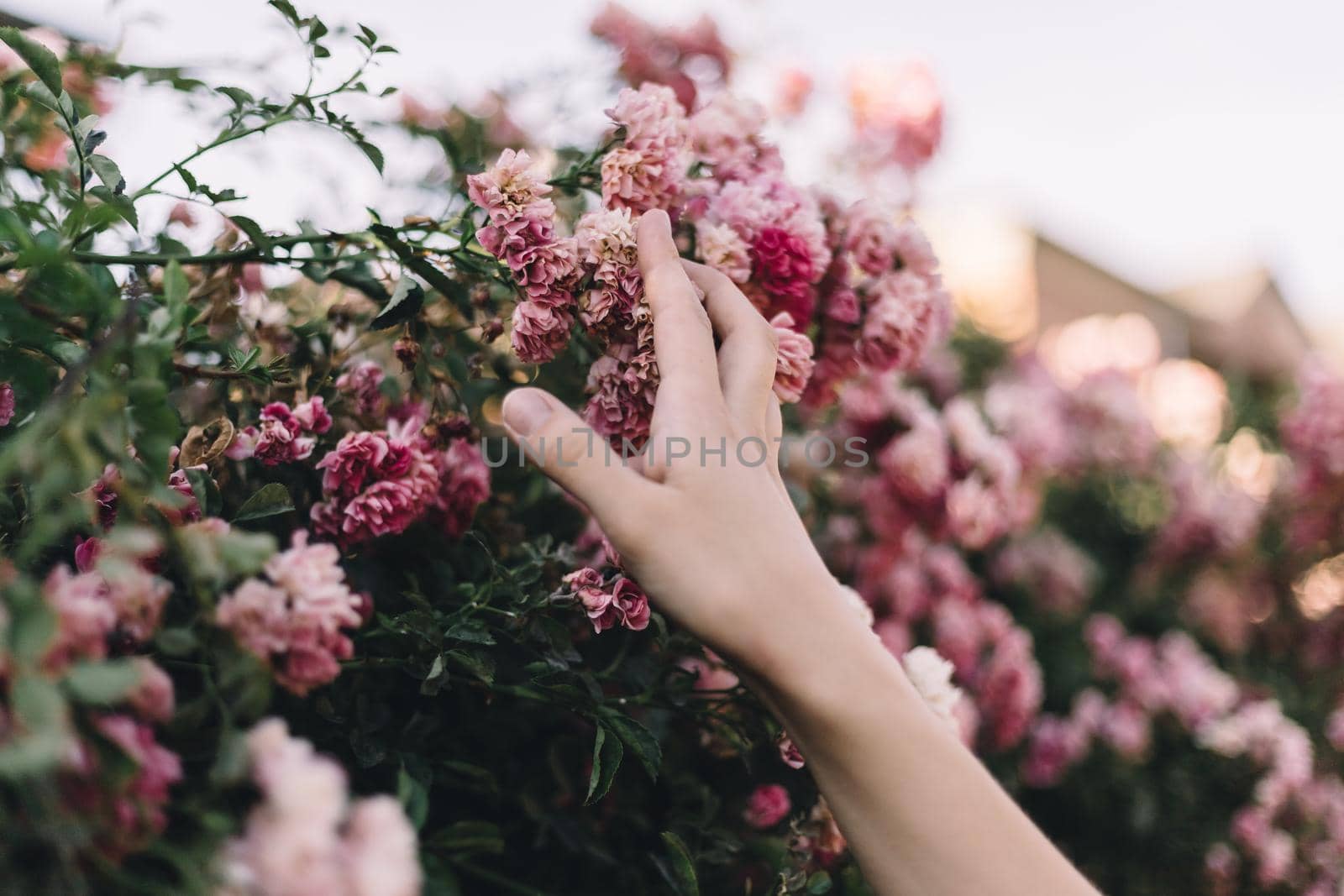 girl's hand strokes a flower tree in the sunset light close up