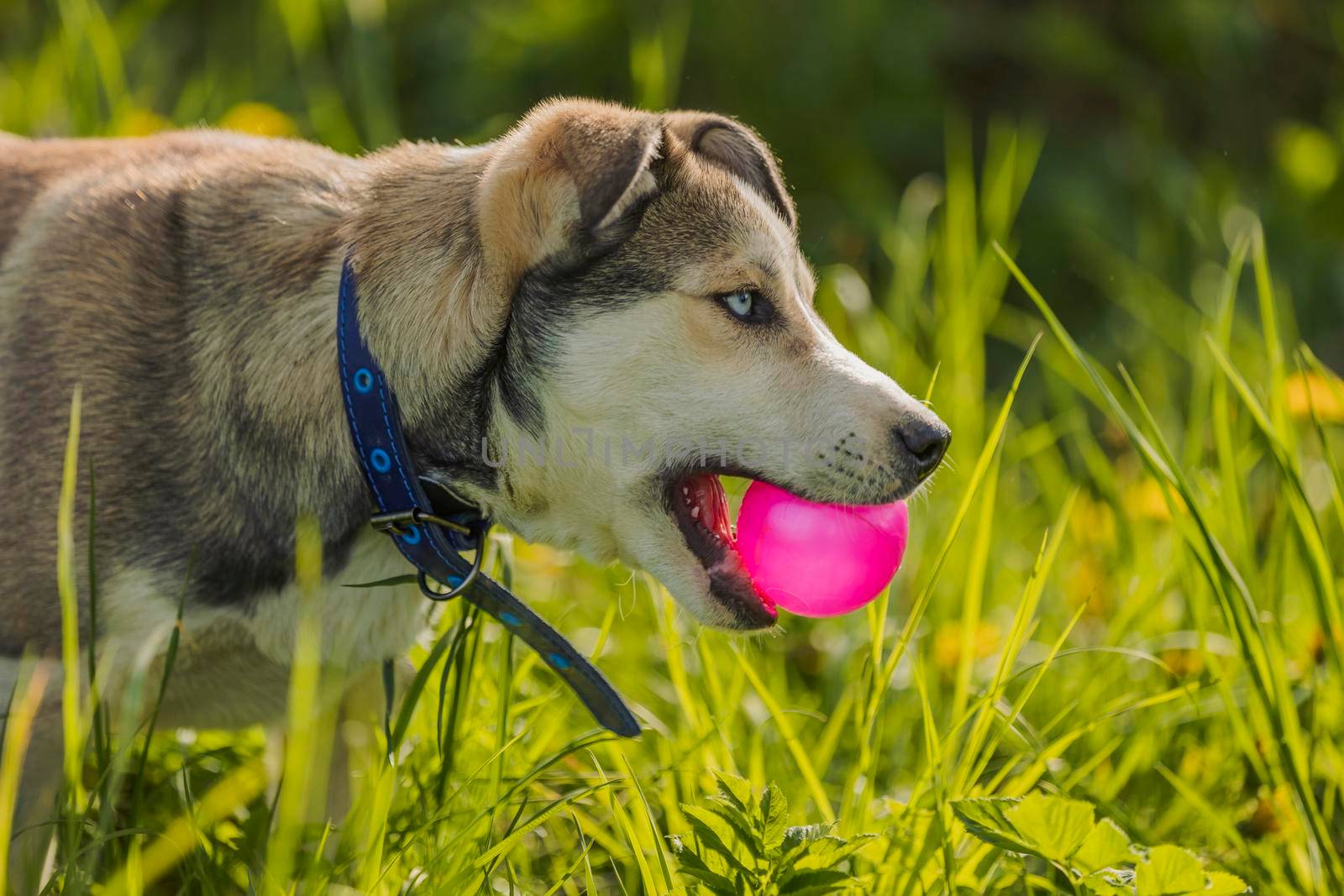 husky dog playing with a pink ball sitting in the grass