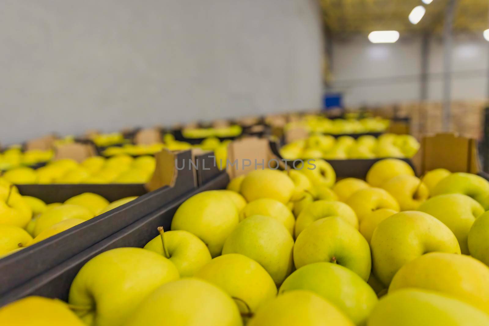 yellow apples packed in cardboard boxes close-up