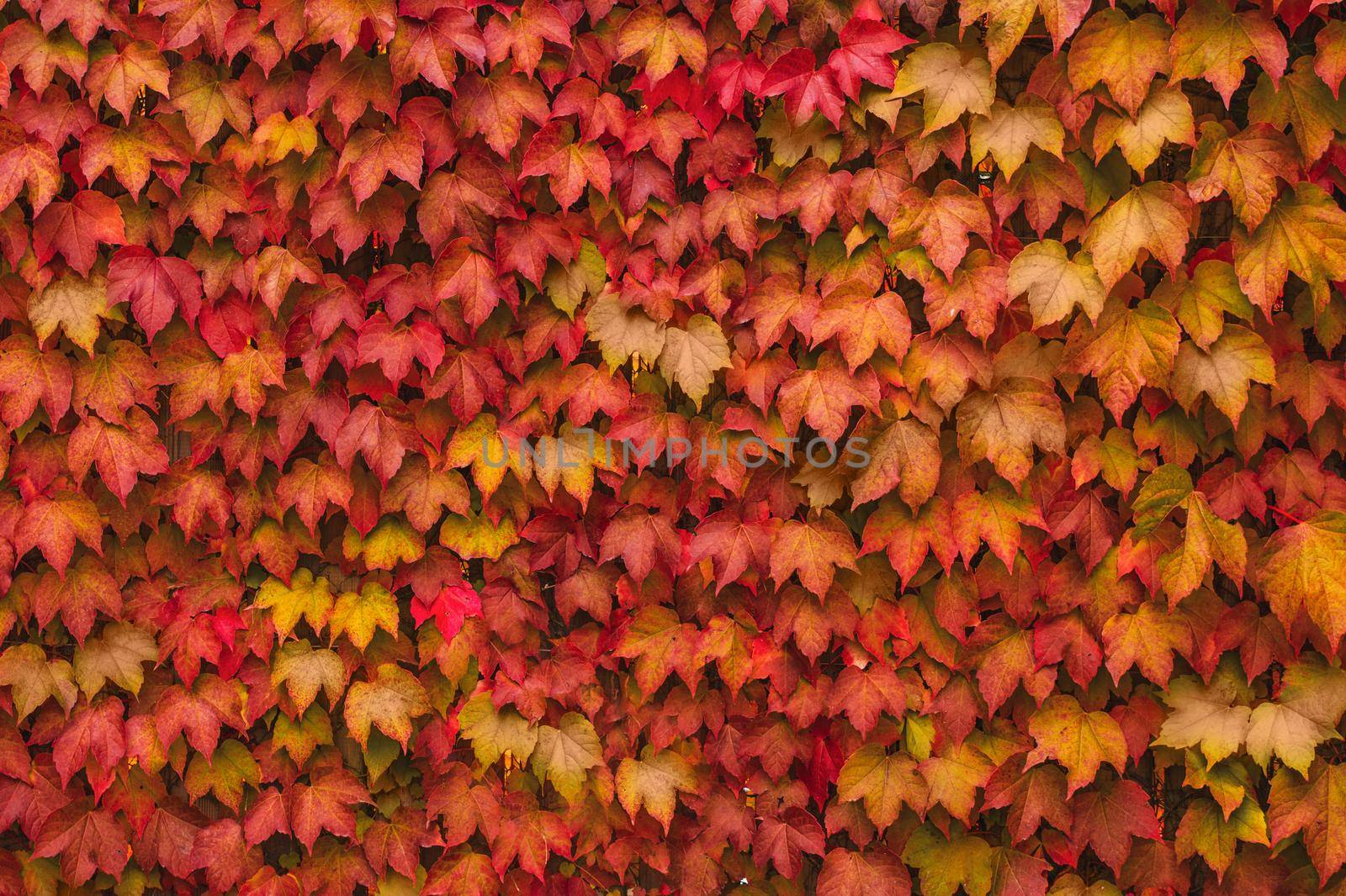 colorful leaves of wild grapes on the wall nature autumn background