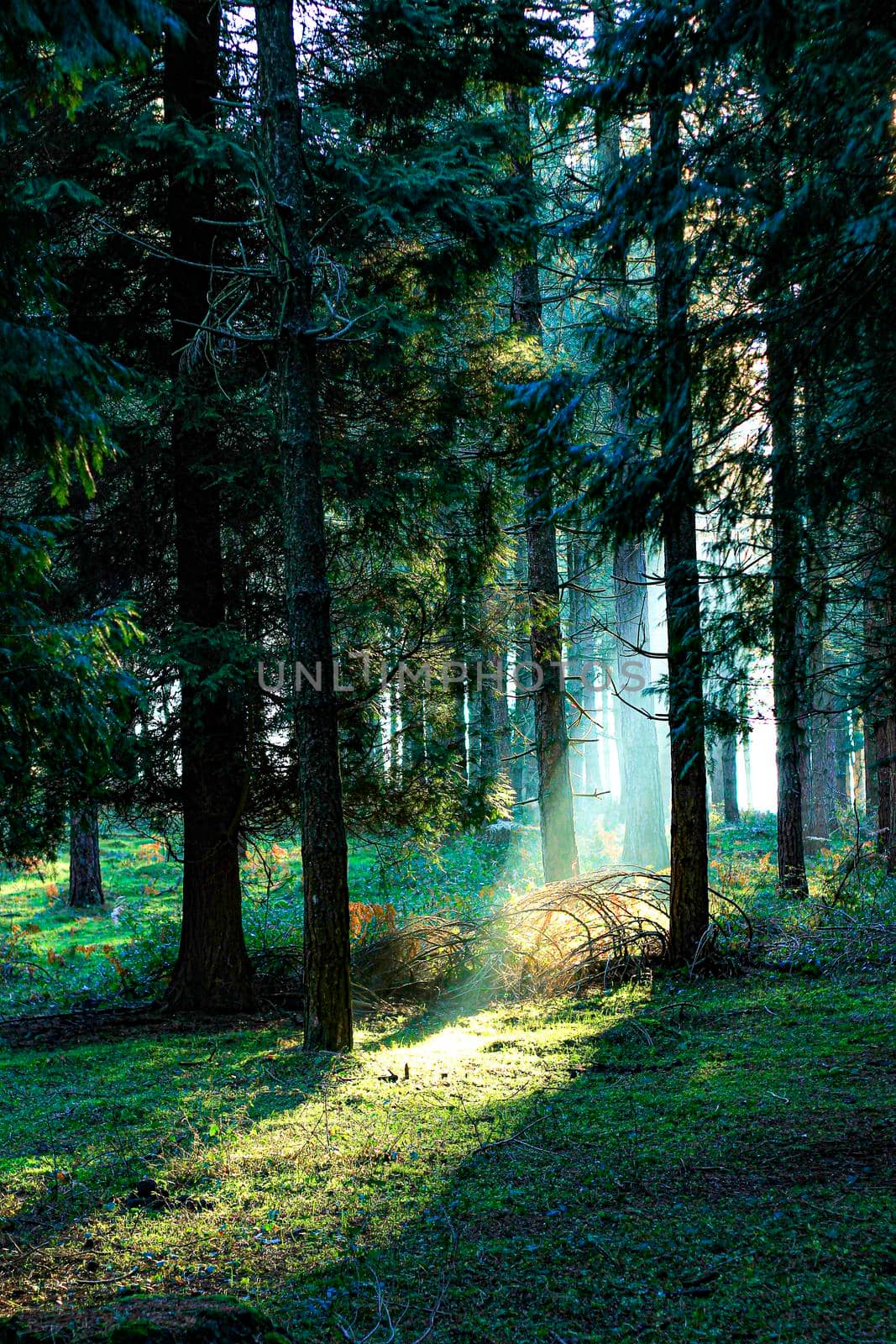 sunbeams passing through the leafy vegetation of a green forest