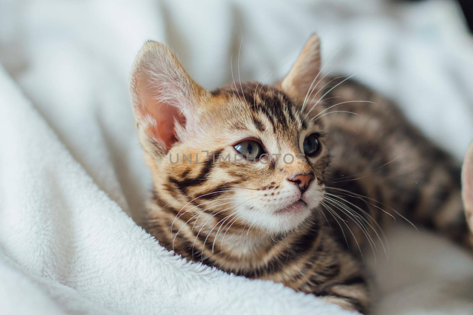 Cute bengal one month old kitten on the white fury blanket close-up.