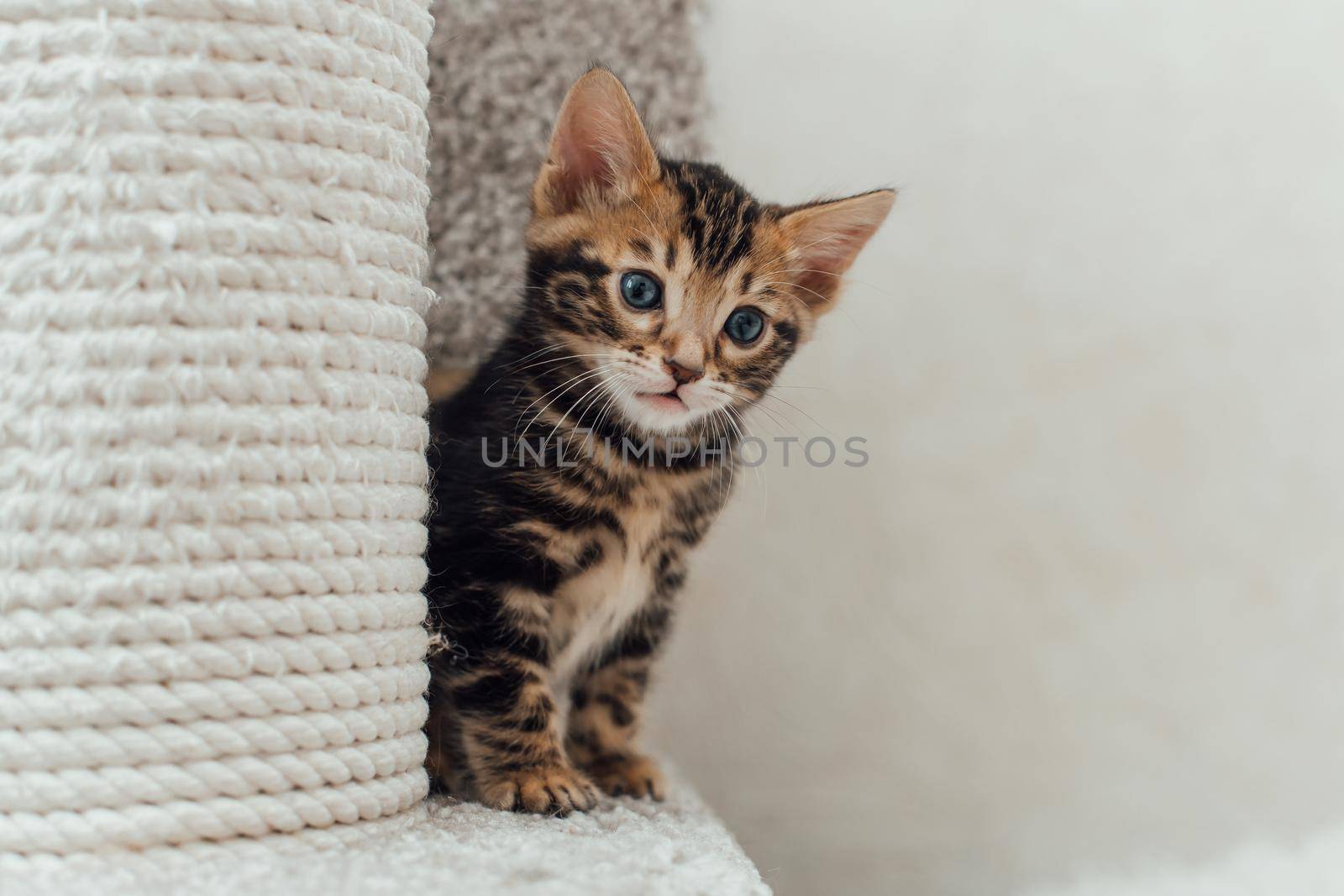 Young marble one month old bengal kitten sitting on a soft cat's shelf of a cat's house indoors.