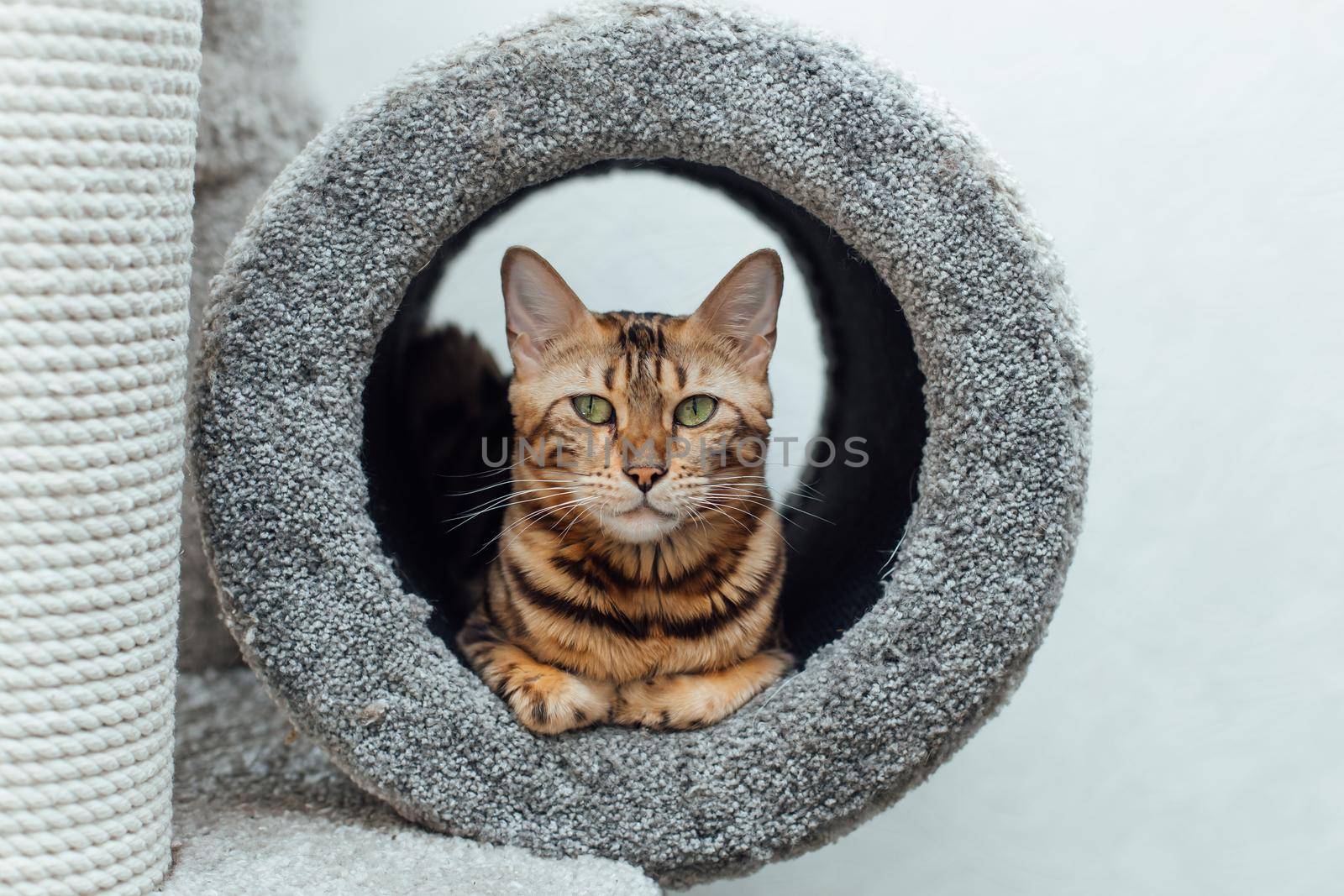 Young cute bengal cat laying on a soft cat's tube of a cat's house indoors.