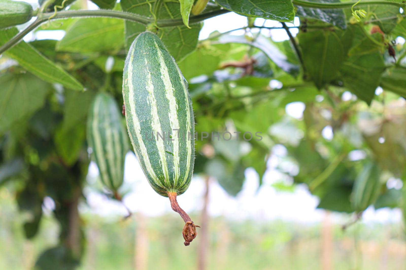 green colored pointed gourd on tree in farm for harvest