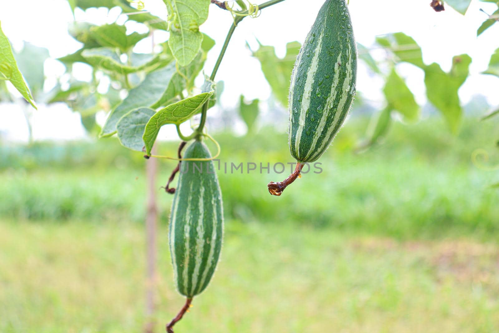 green colored pointed gourd on tree in farm for harvest