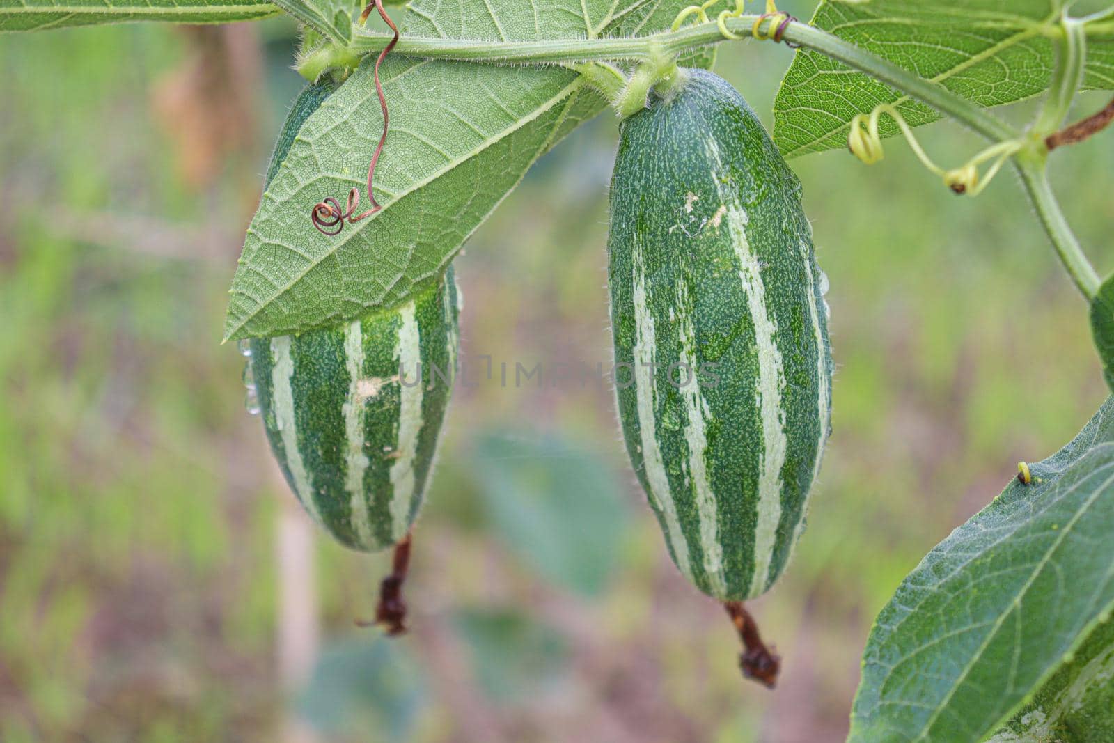 green colored pointed gourd on tree in farm for harvest