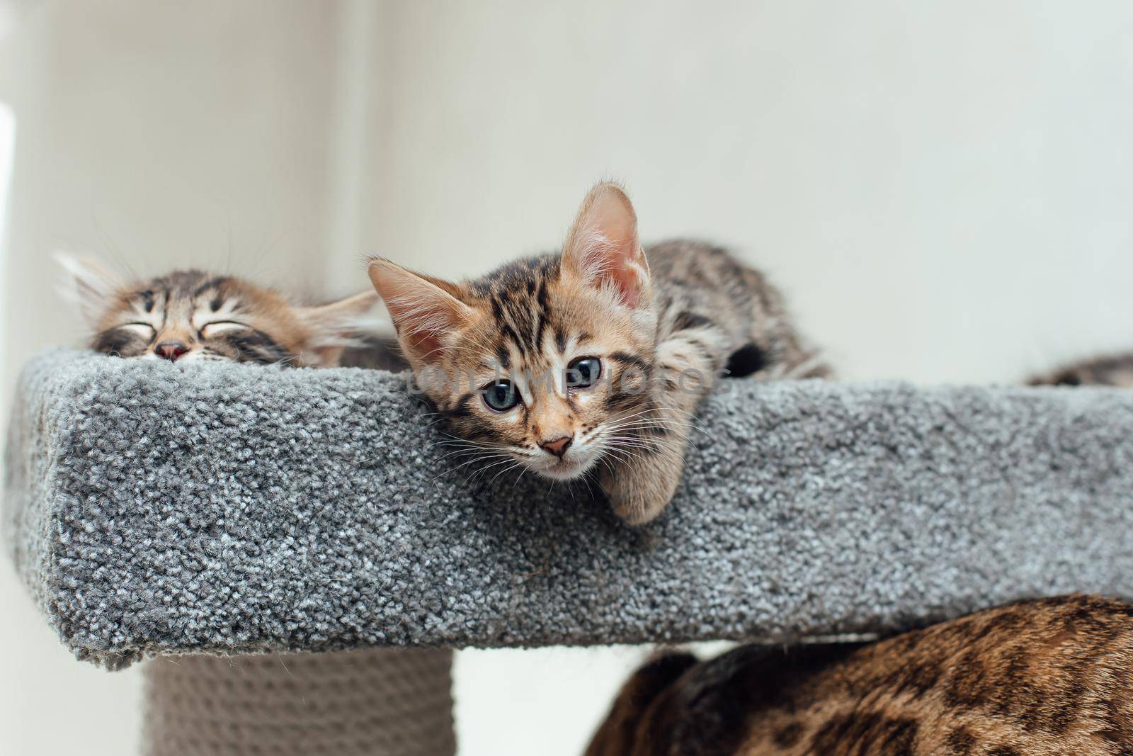 Two young cute bengal kittens laying on a soft cat's shelf of a cat's house indoors.