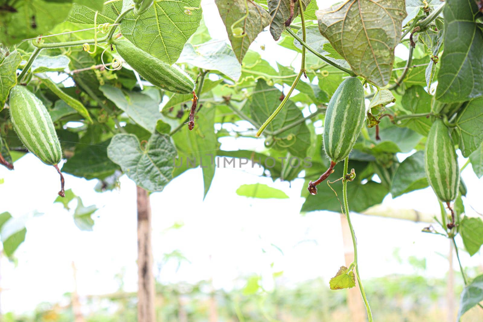 green colored pointed gourd on tree in farm for harvest