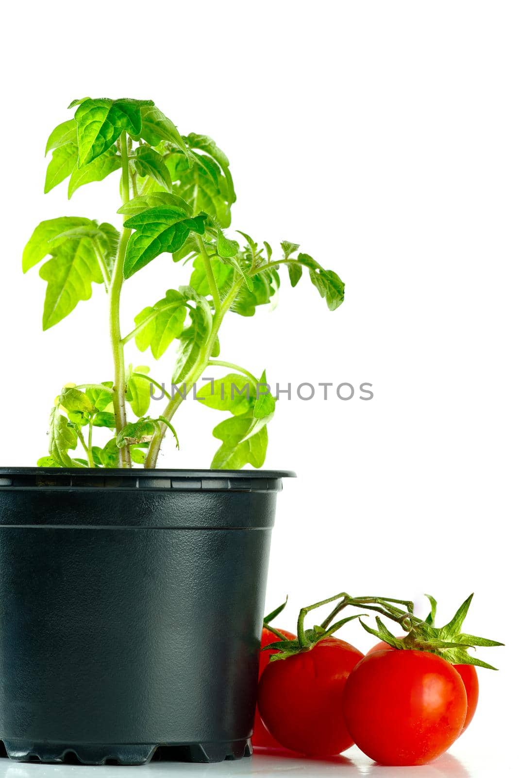 Green tomato seedling sprouts in black pot isolated on white background Spring concept for gardening. Spring concept for gardening, the plant ready for greenhouse