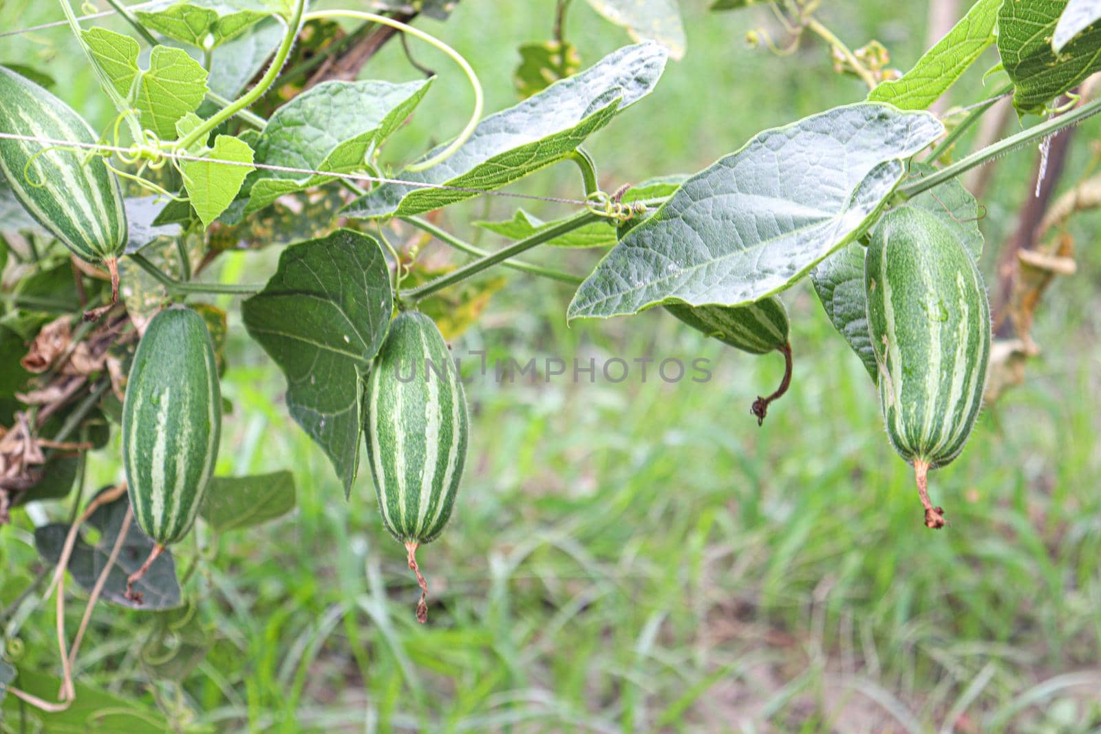 green colored pointed gourd on tree in farm for harvest