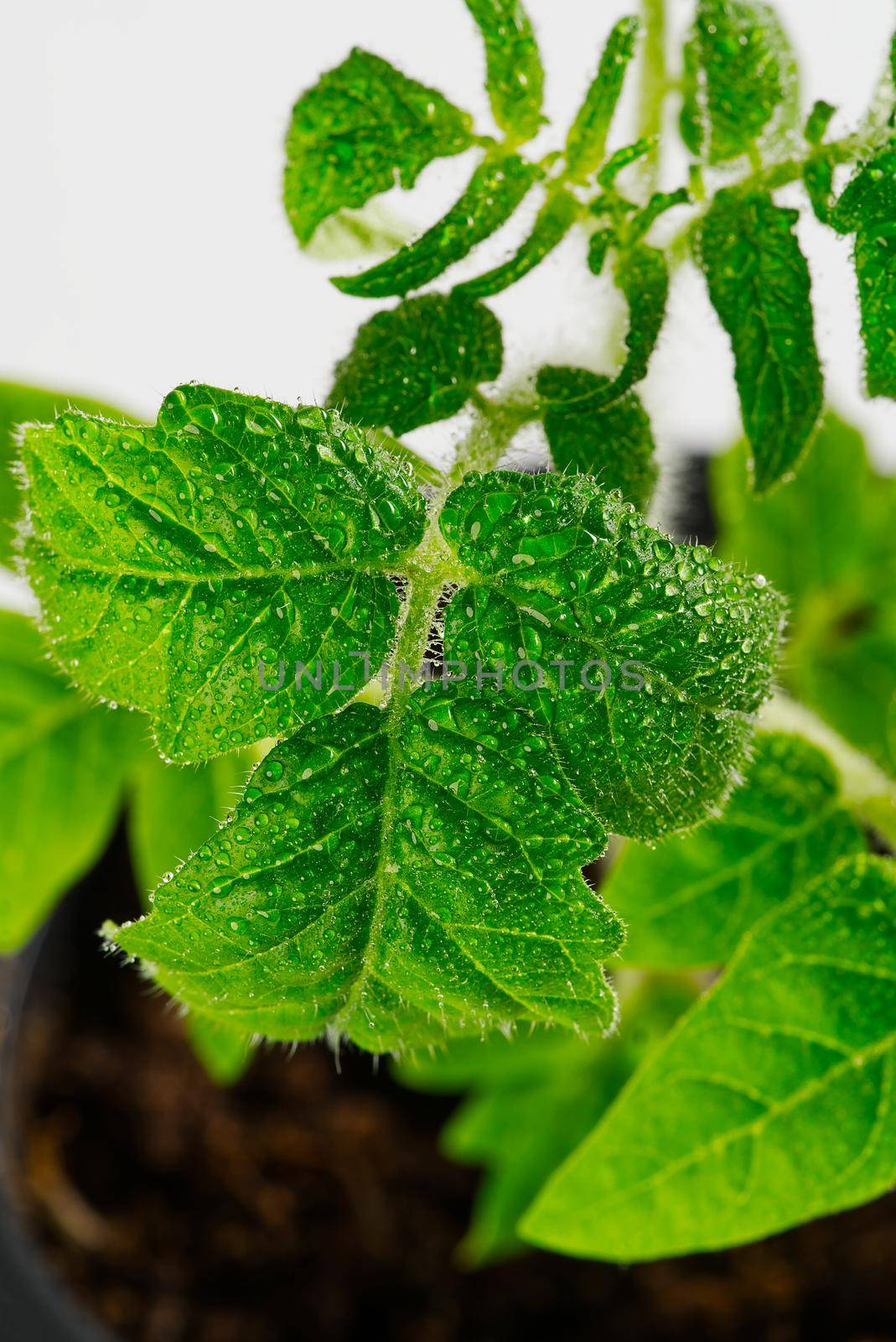 Green tomato seedling sprouts in black pot isolated on white background Spring concept for gardening. Spring concept for gardening, the plant ready for greenhouse. seedlings tomato with water drops in peat pots