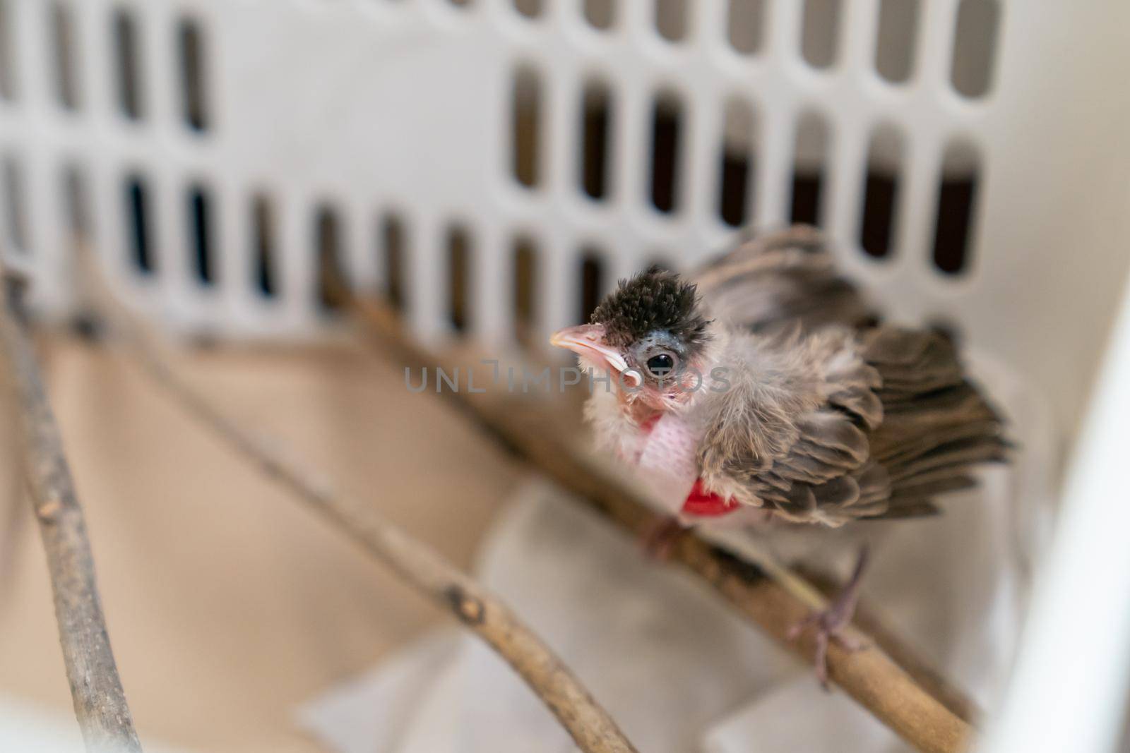 Treatment of Air Sac Rupture in Birds, baby Red-whiskered bulbul injury after attack by cat. by sirawit99