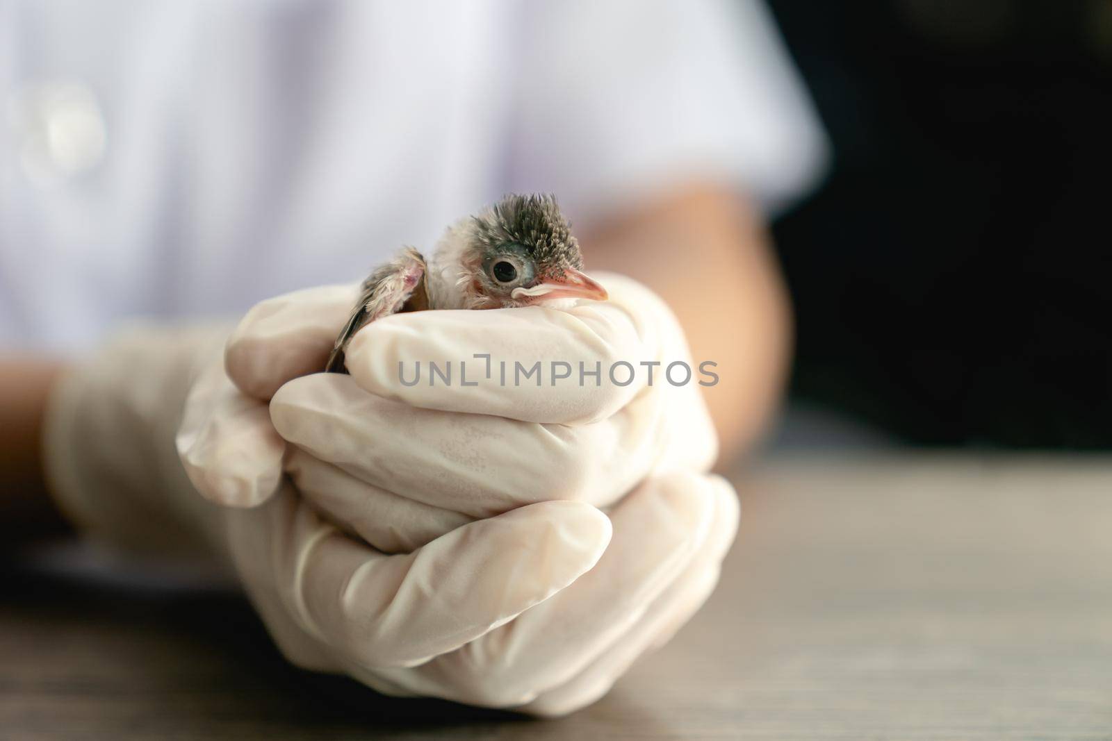 Close up of veterinarians hands in surgical gloves holding small bird, after attacked and injured by a cat. by sirawit99