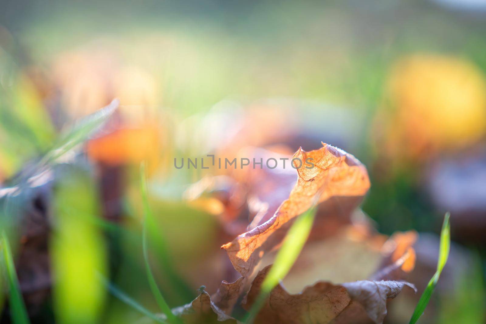 Close up of the green grass lawn and autumn foliage with sun beam, soft focus, copy space. by panophotograph