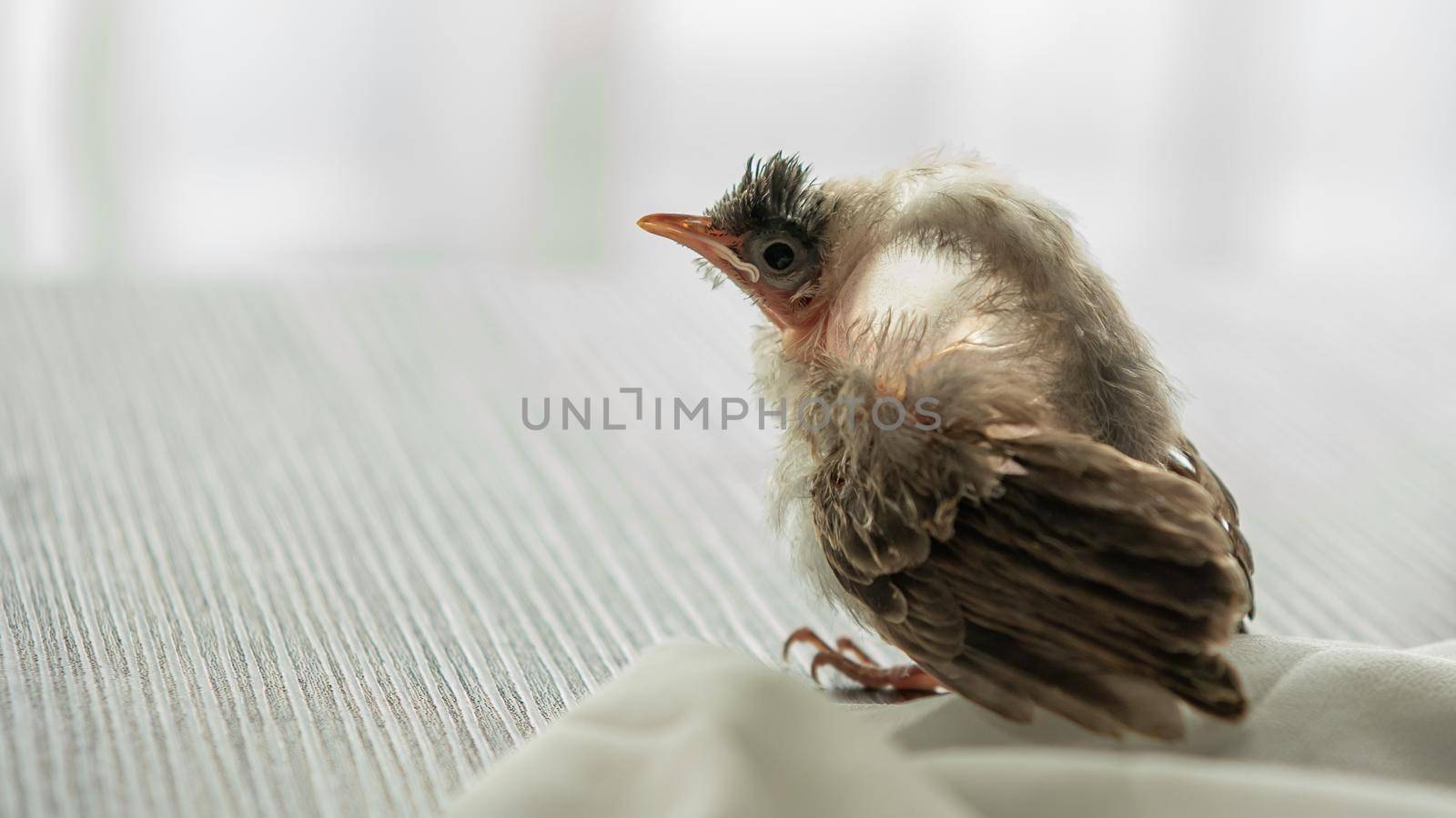 Air Sac Rupture in birds, baby Red-whiskered bulbul injury after attack by cat. by sirawit99