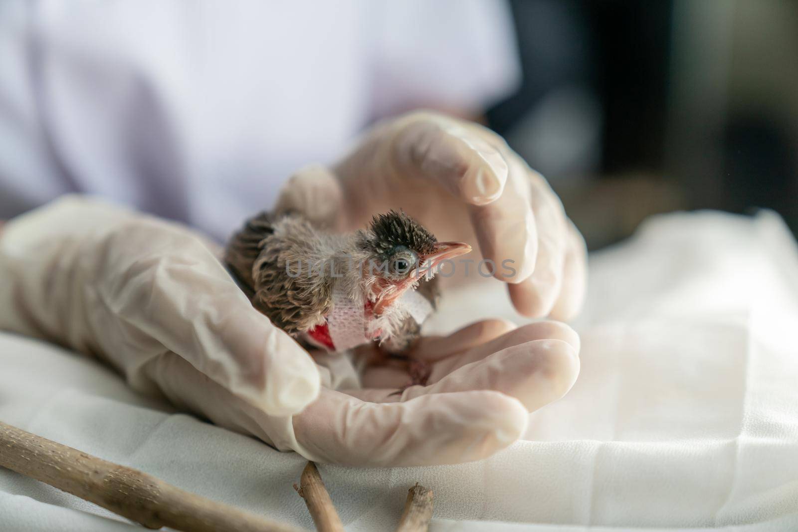 Close up of veterinarians hands in surgical gloves holding small bird, after attacked and injured by a cat. by sirawit99