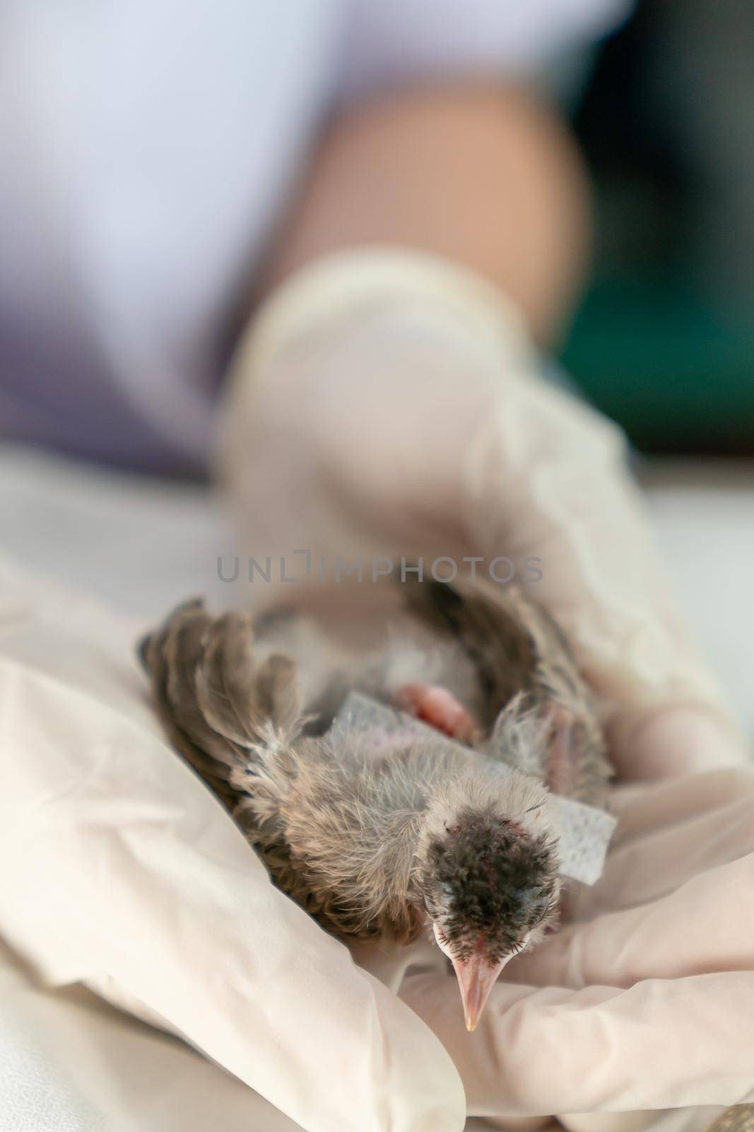 Close up of veterinarians hands in surgical gloves holding small bird, after attacked and injured by a cat. by sirawit99