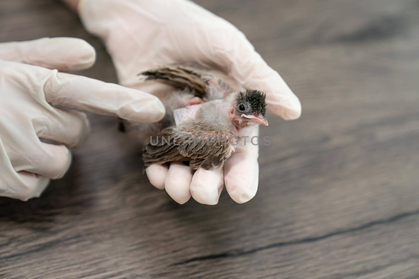 Close up of veterinarians hands in surgical gloves holding small bird, after attacked and injured by a cat. by sirawit99