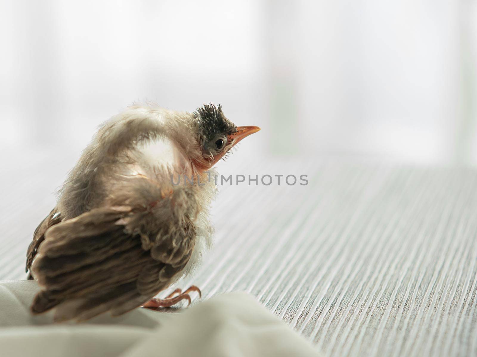Air Sac Rupture in birds, baby Red-whiskered bulbul injury after attack by cat. by sirawit99
