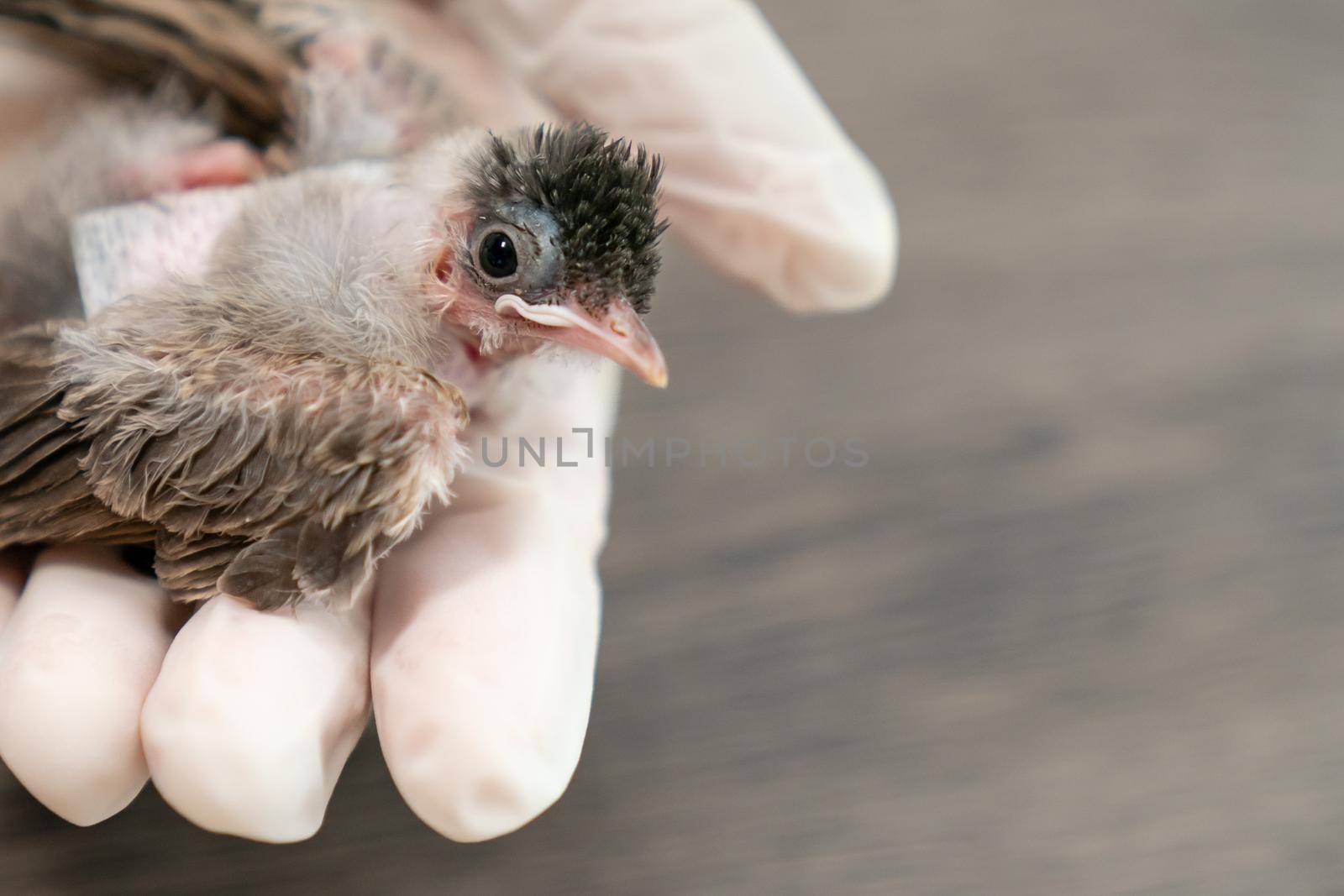 Close up of veterinarians hands in surgical gloves holding small bird, after attacked and injured by a cat. by sirawit99