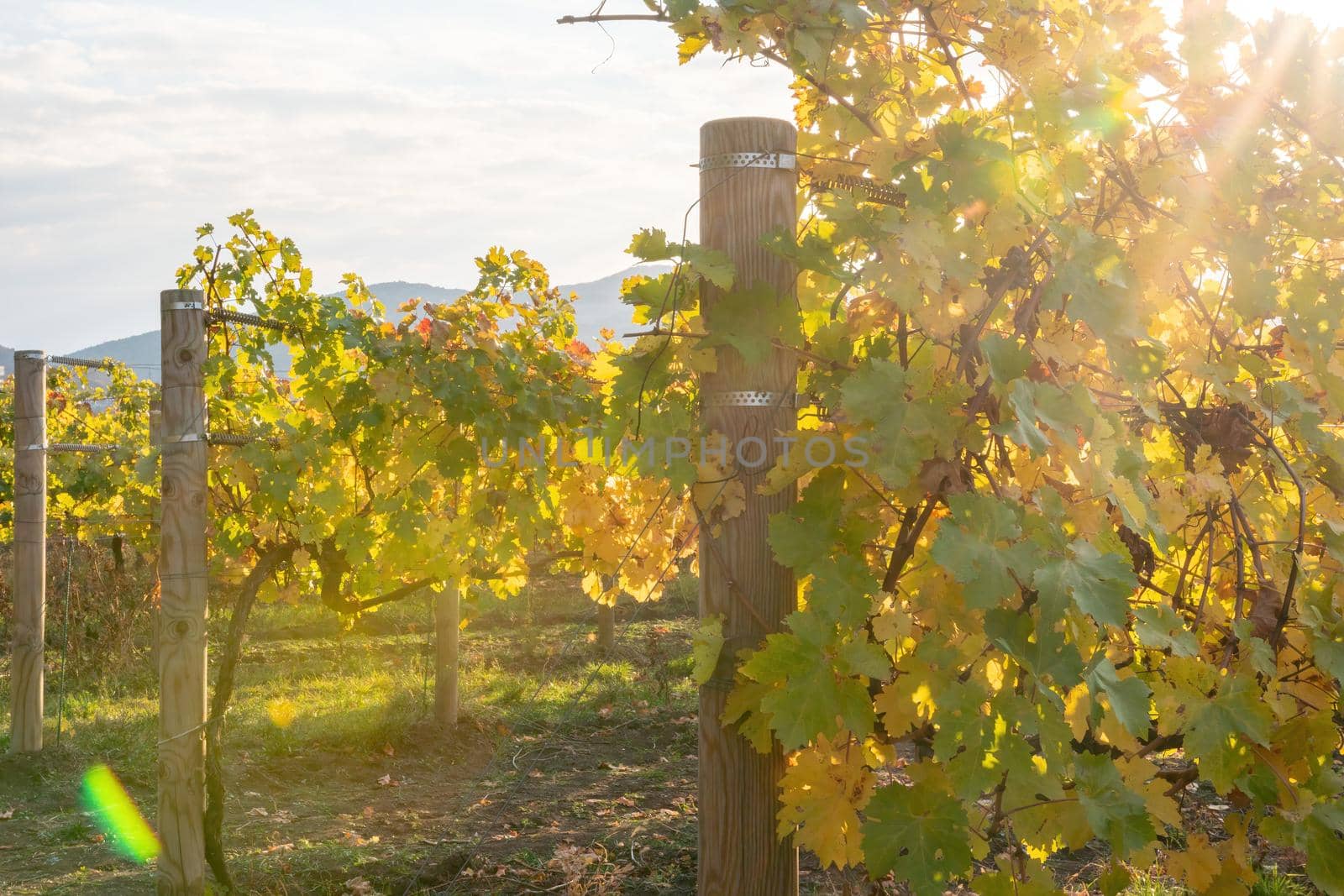 Beautiful clusters of ripening grapes in the sun. Grape plantation in the sunset light. Beautiful vine with grapes. Wine Making concept. Grape business.