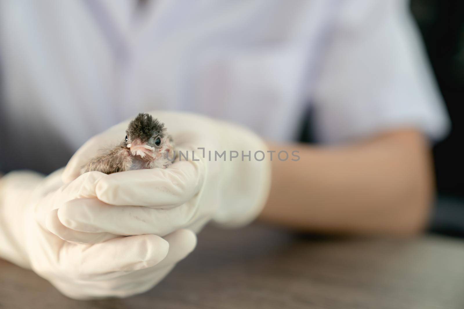 Close up of veterinarians hands in surgical gloves holding small bird, after attacked and injured by a cat.