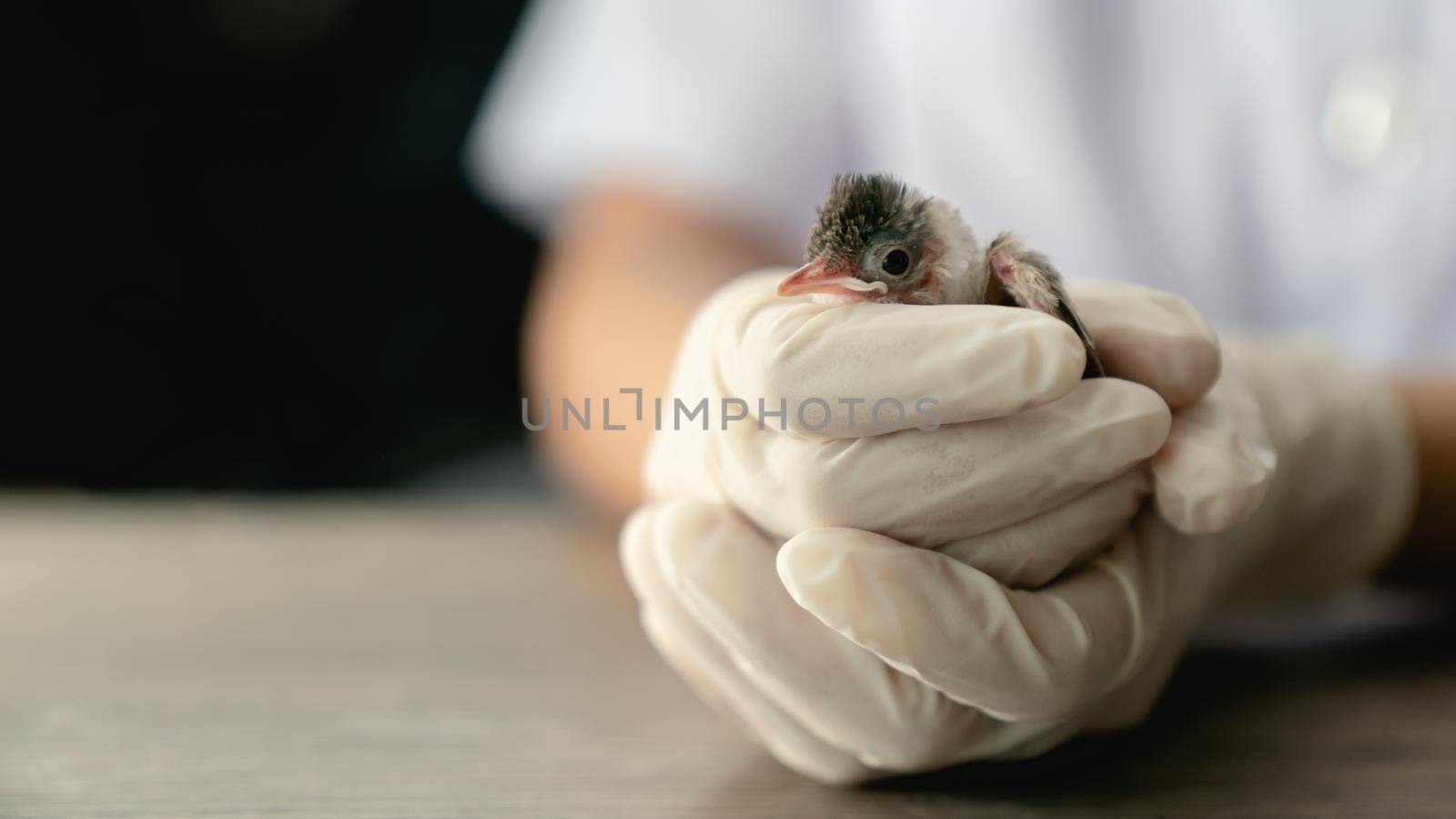 Close up of veterinarians hands in surgical gloves holding small bird, after attacked and injured by a cat.