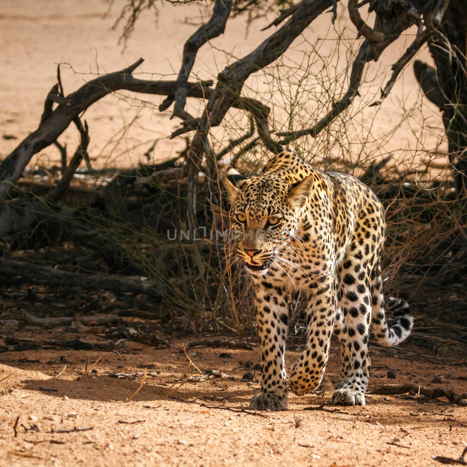 Leopard in Kgalagadi transfrontier park, South Africa by PACOCOMO